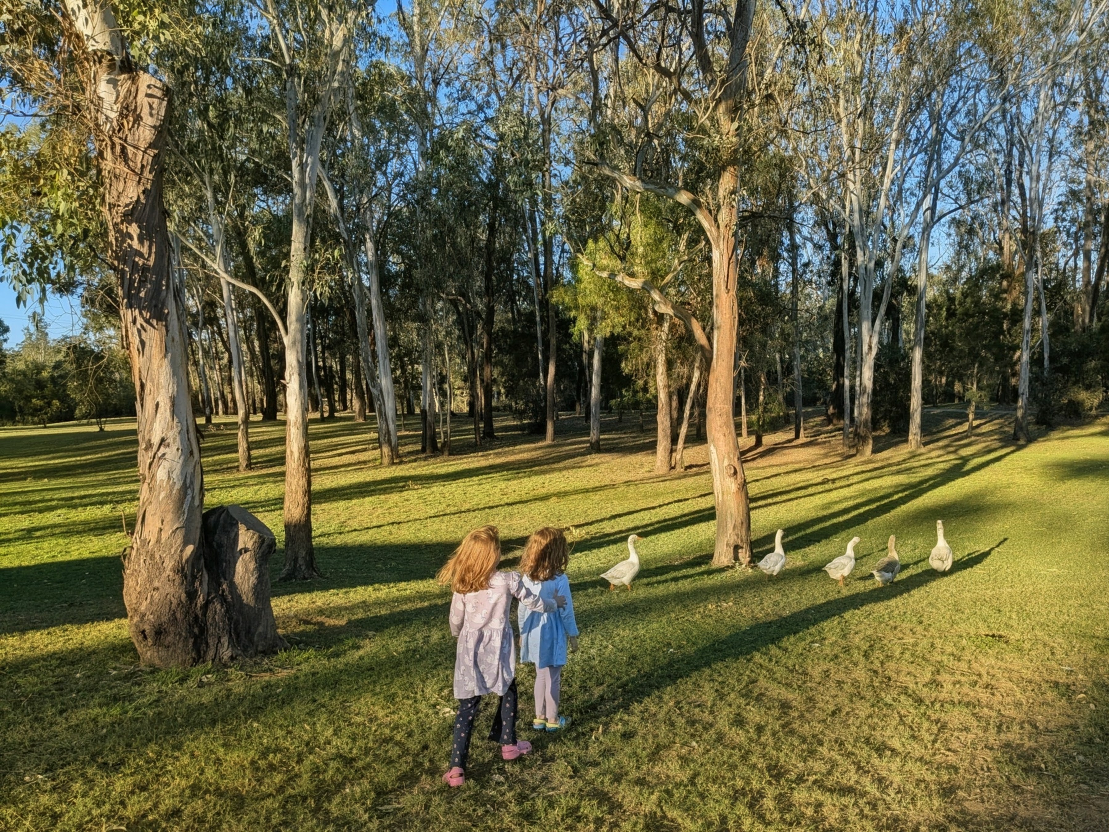 The girls following geese through the trees