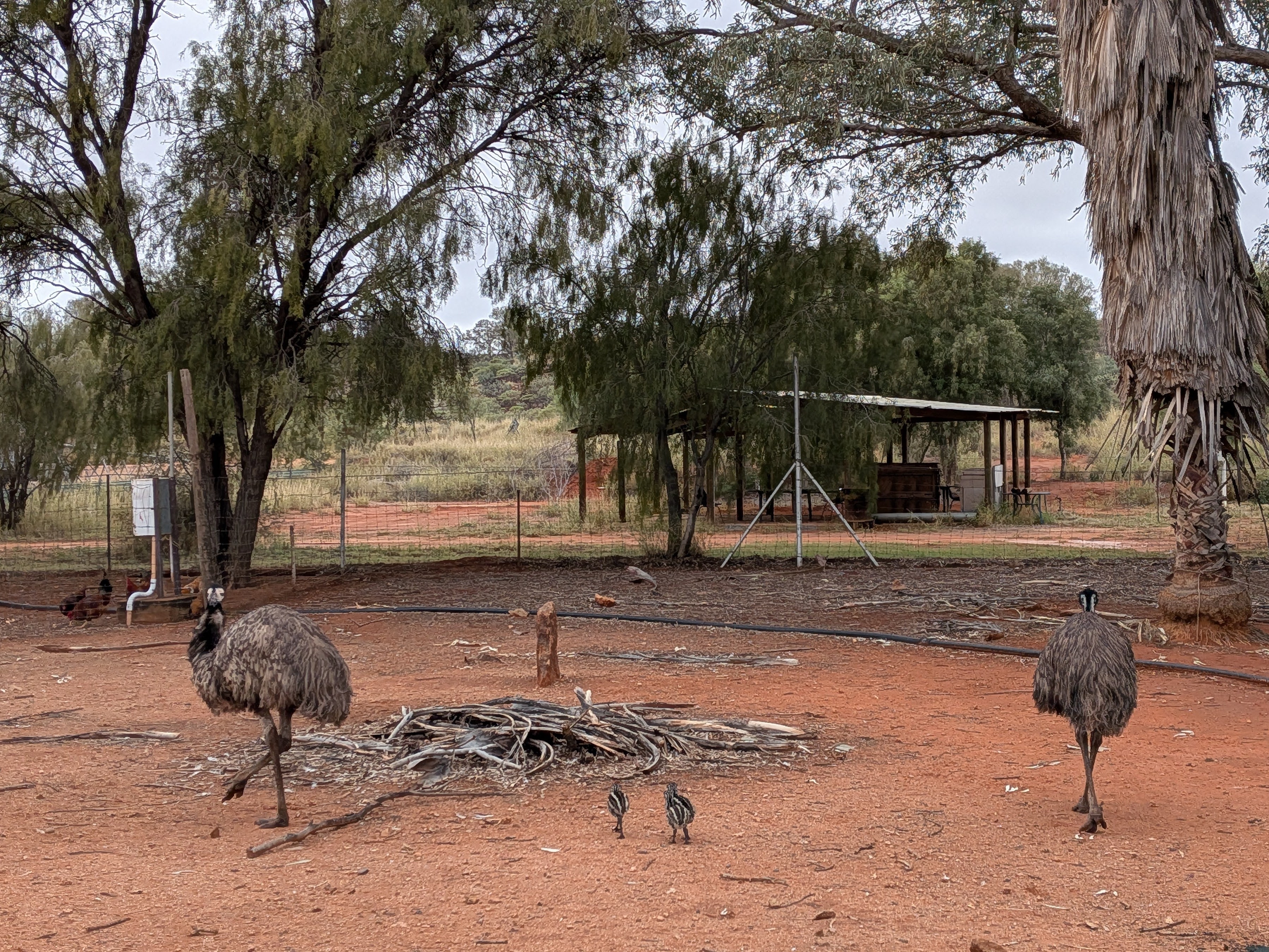Emus and emu chicks at Stuarts Well