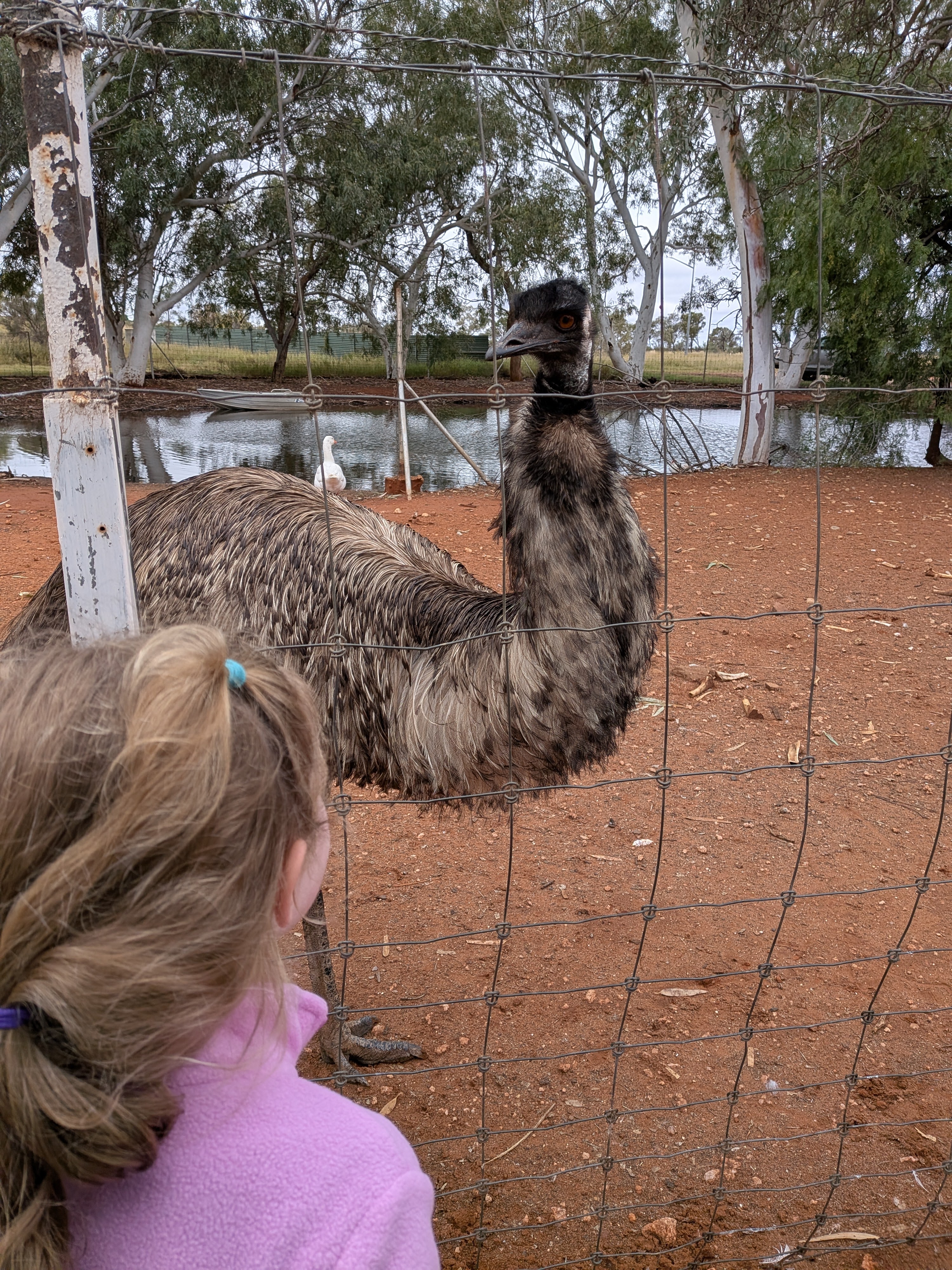 Hazel face-to-face with an emu through the fence