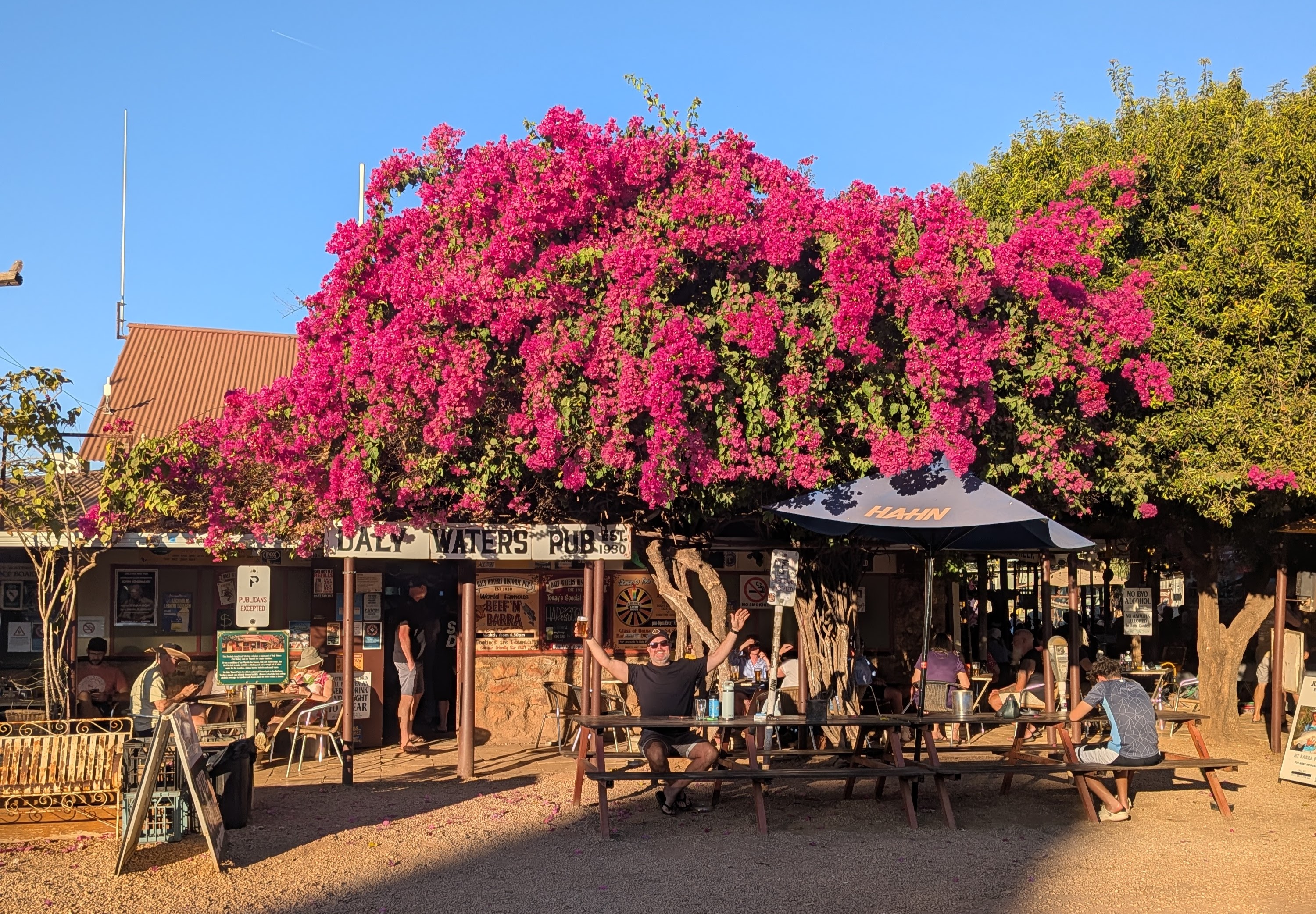 Dylan celebrating with a beer under the enormous pink bougainvillea at the front of the Daly Waters Pub