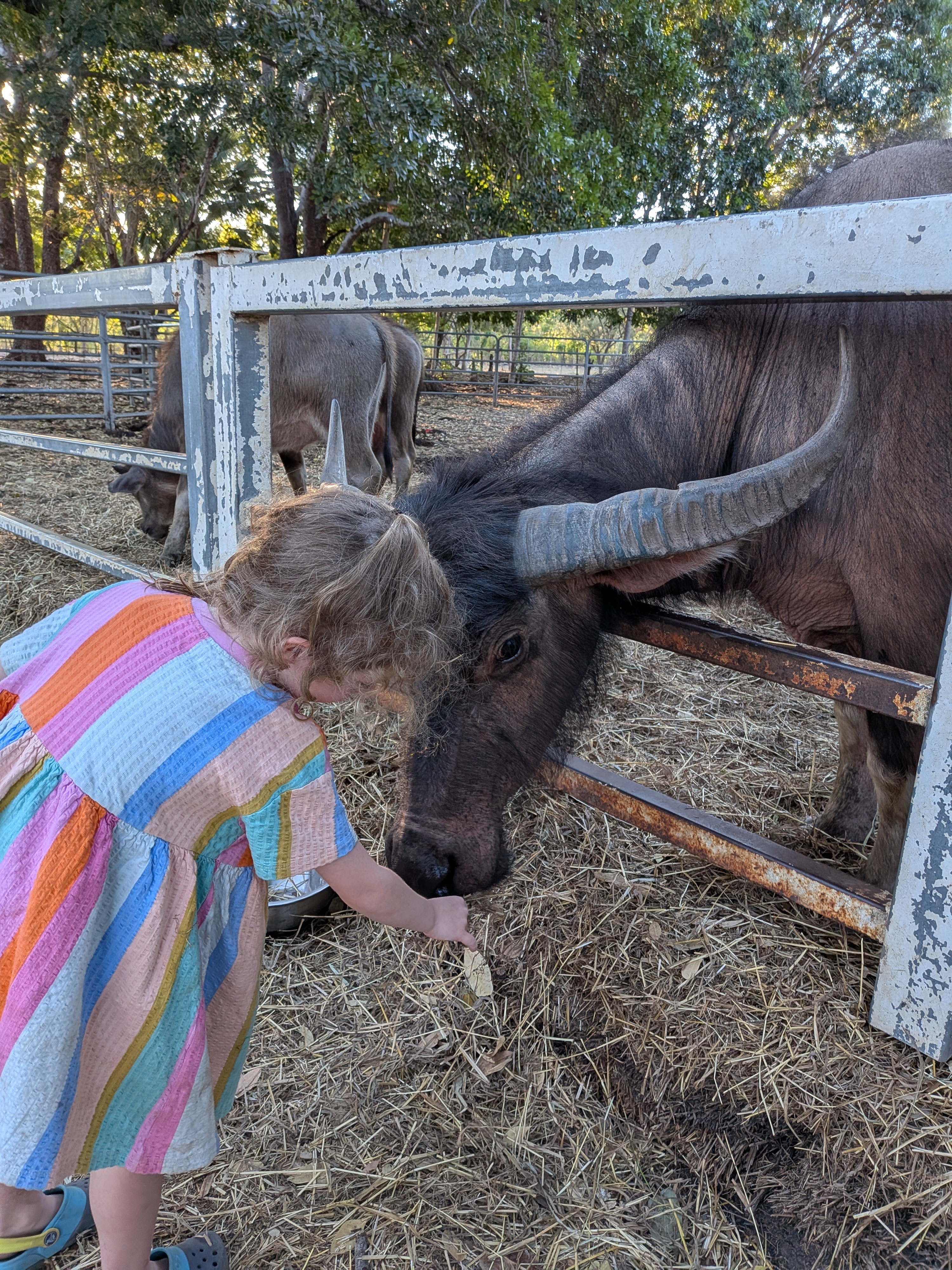Leah feeding the water buffalo through the fence at Little Roper Stock Camp