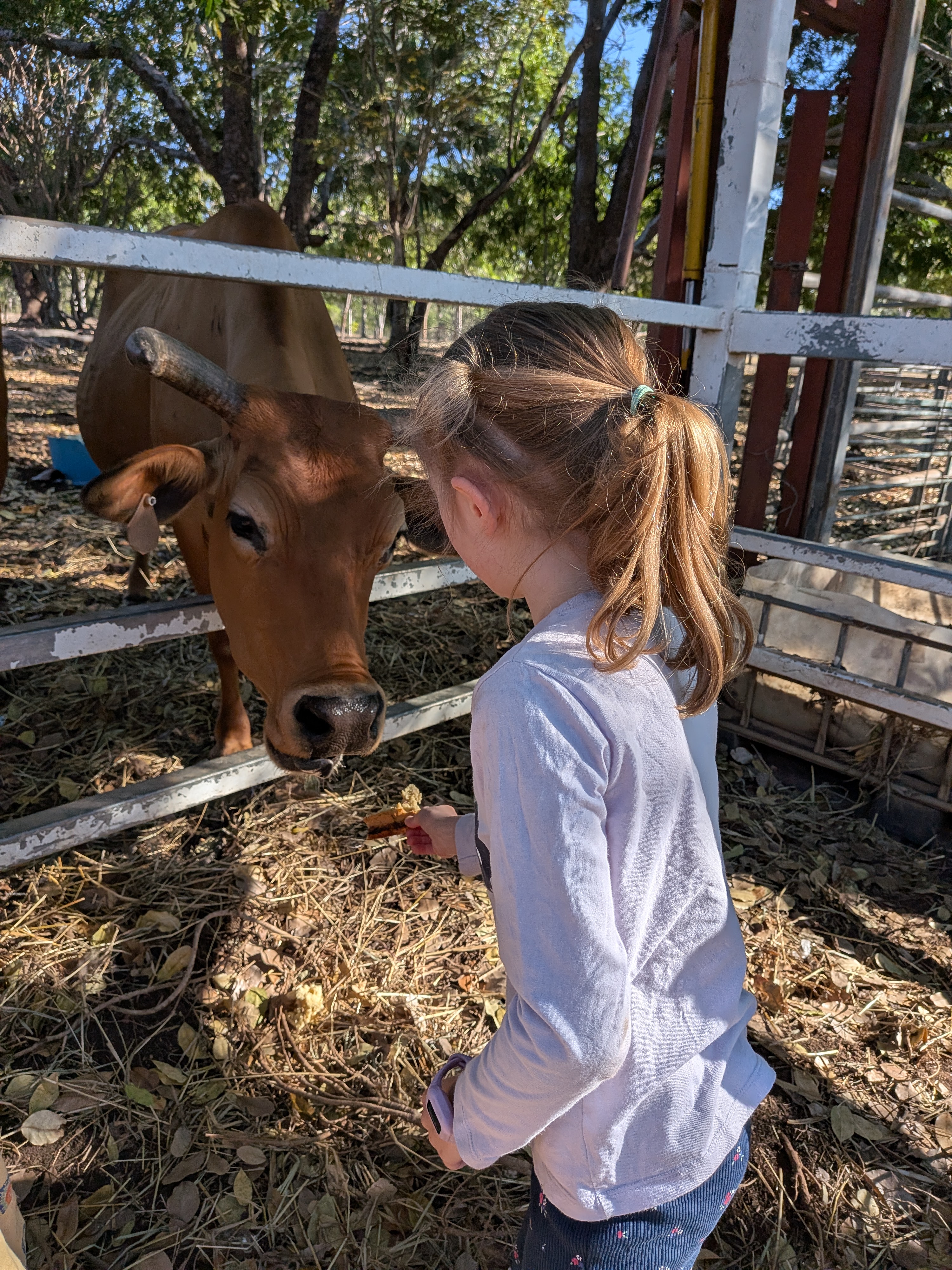 Hazel feeding a cow through the fence at morning animal feeding