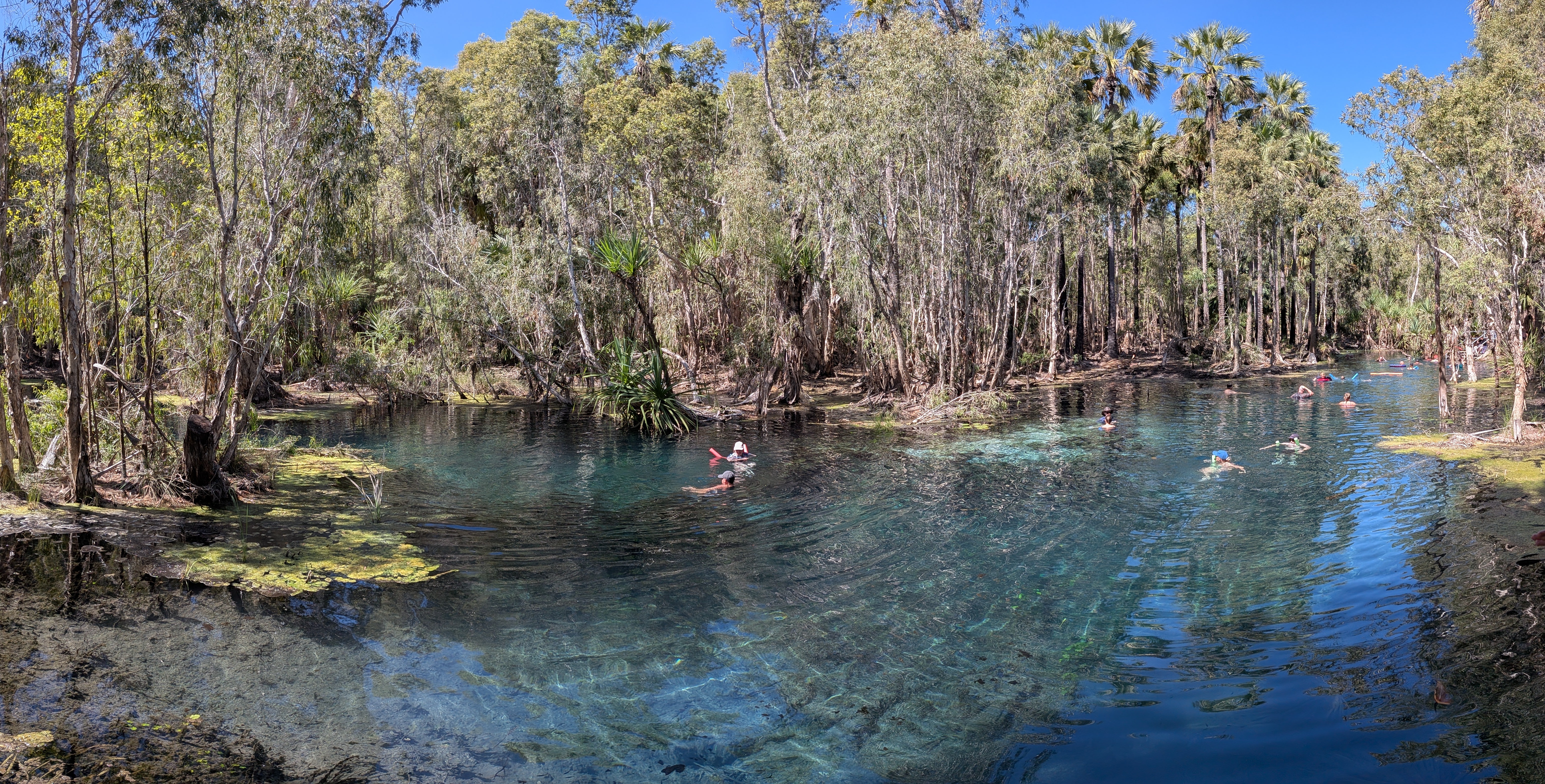 Swimmers floating in the clear blue water of Bitter Springs, ringed by palms and paperbarks