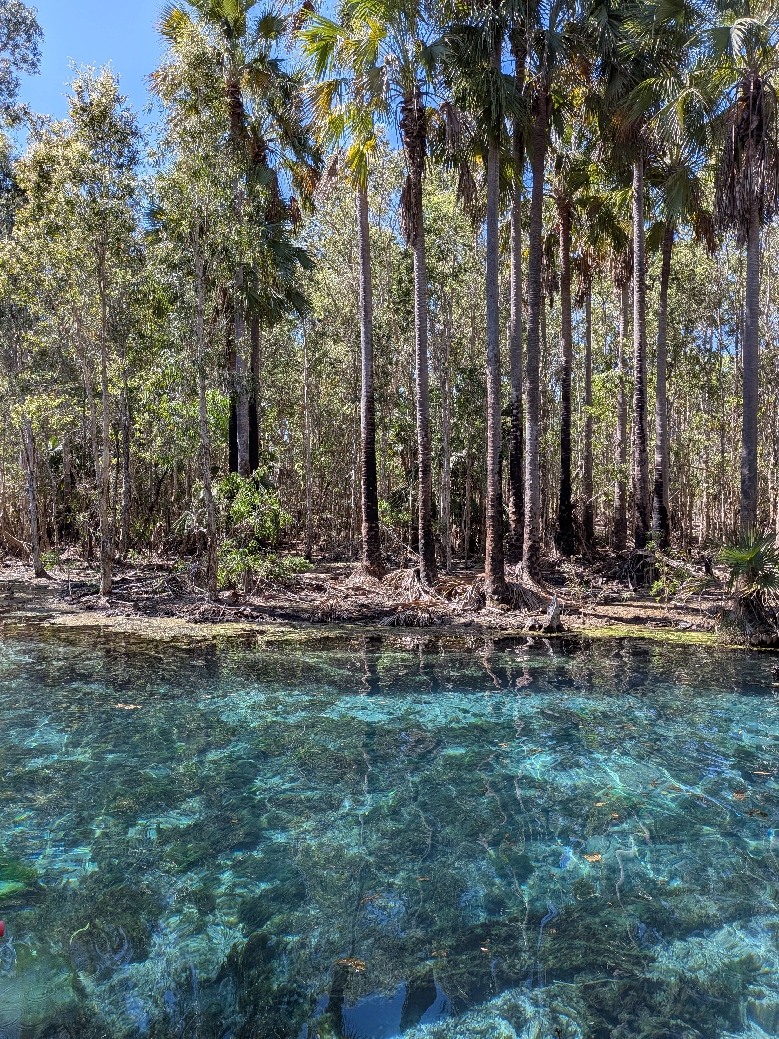 The impossibly clear turquoise water of Bitter Springs beneath the palm forest