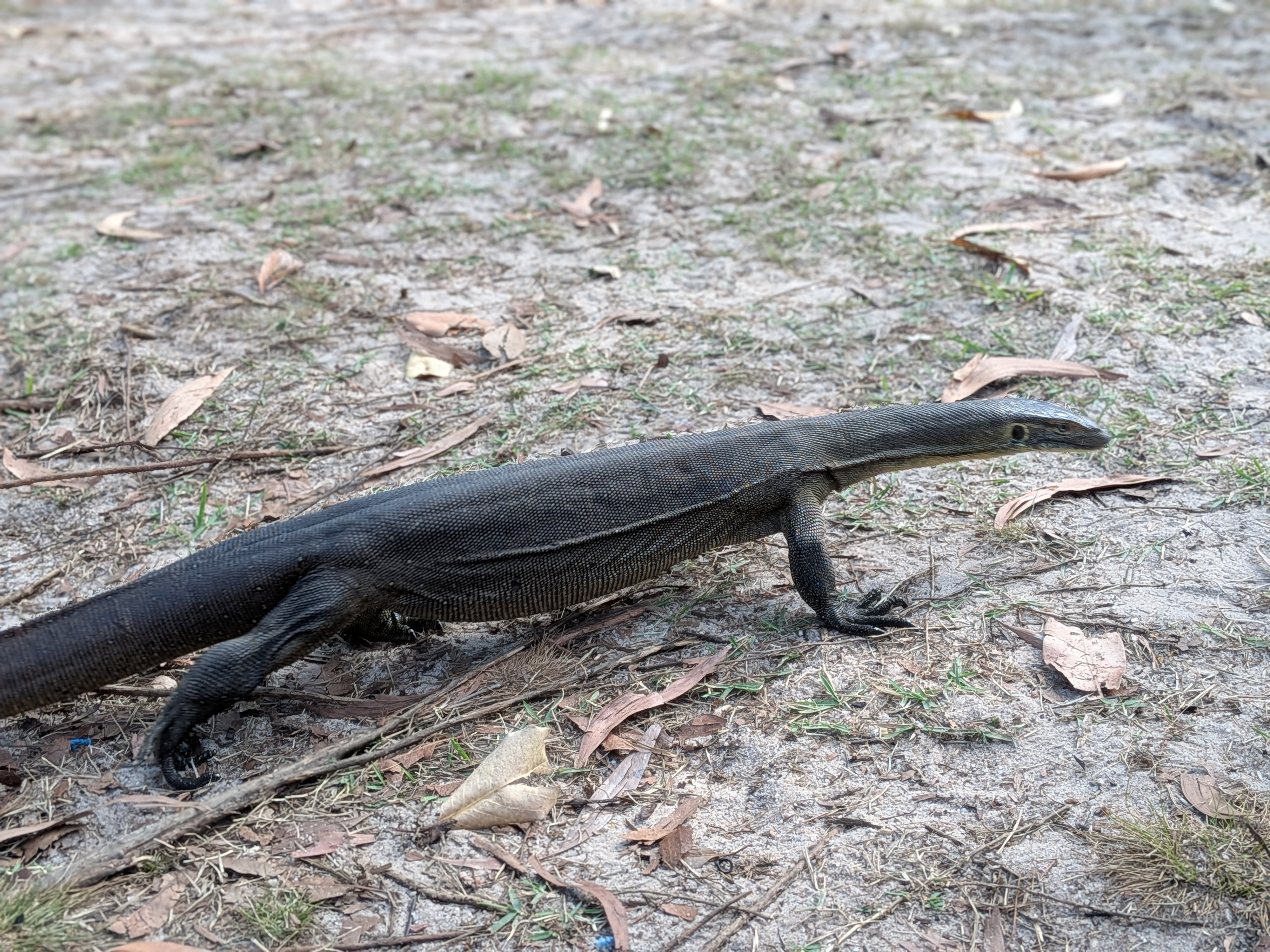 A goanna strutting through the Wangi campground