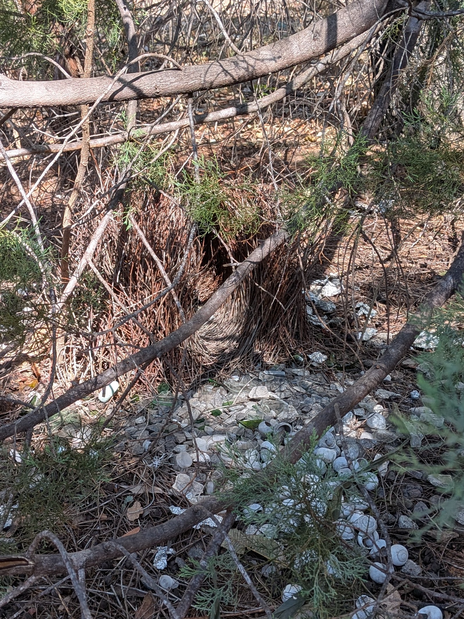 The bowerbird's bower with his collection of shells and treasures
