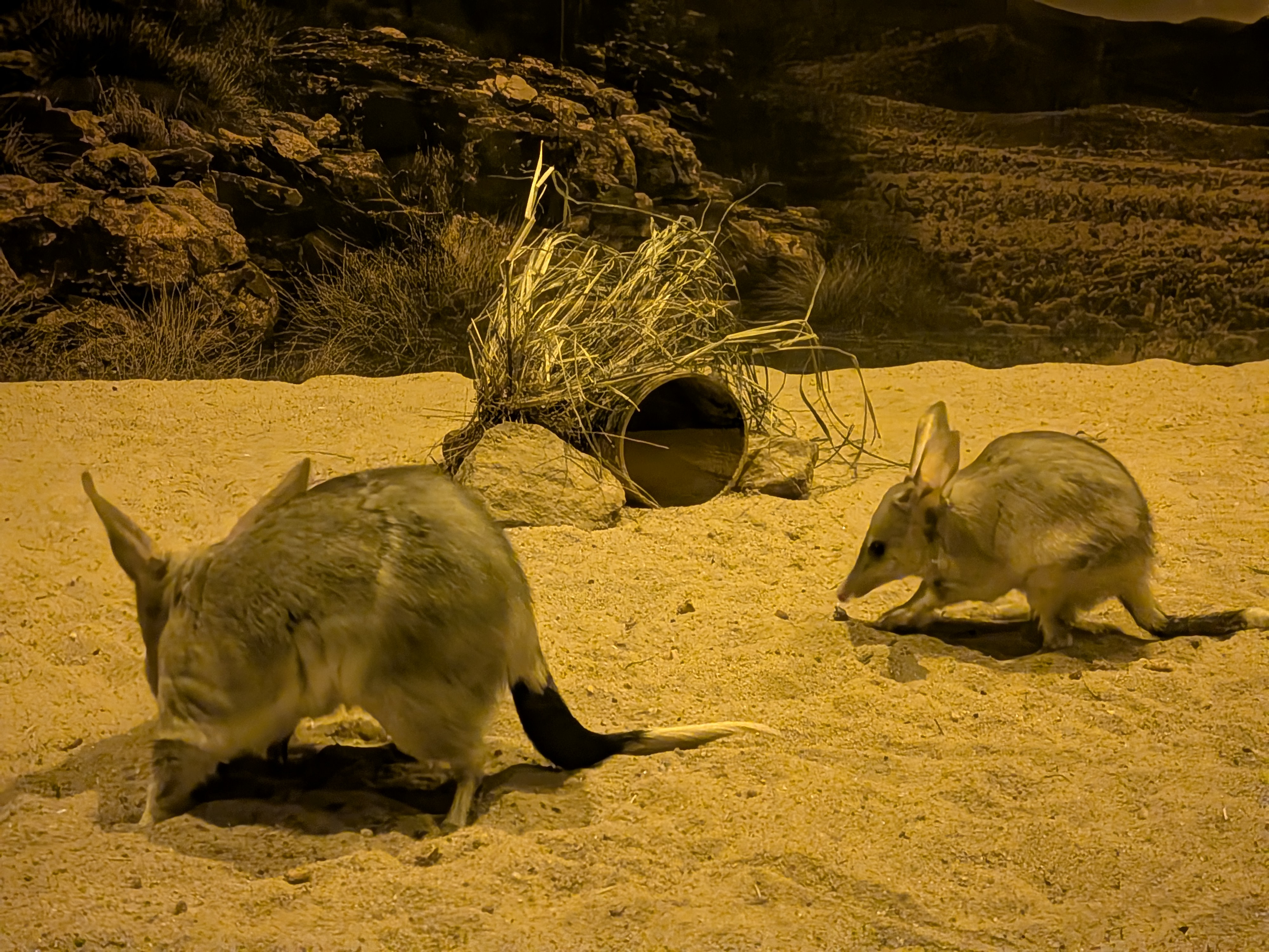 Two bilbies in their enclosure at the Bilby Experience