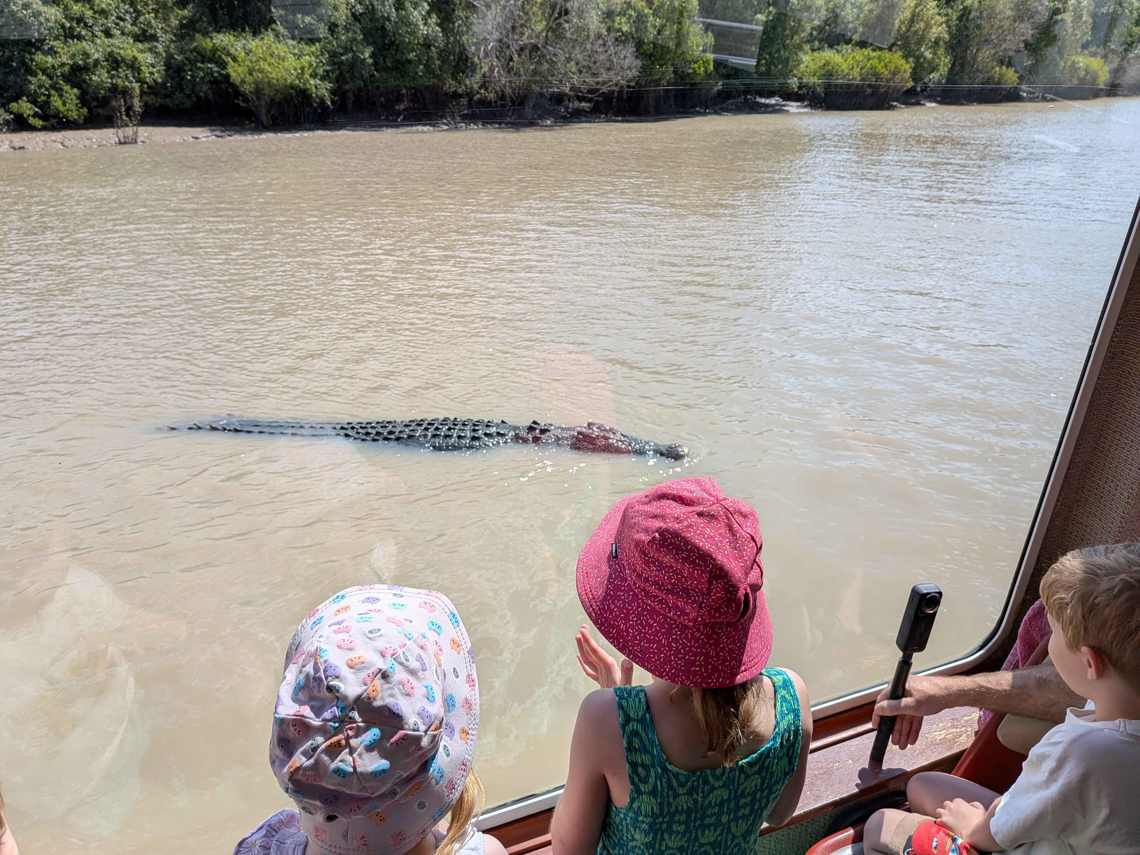 An enormous saltie gliding right past the boat window on the Adelaide River