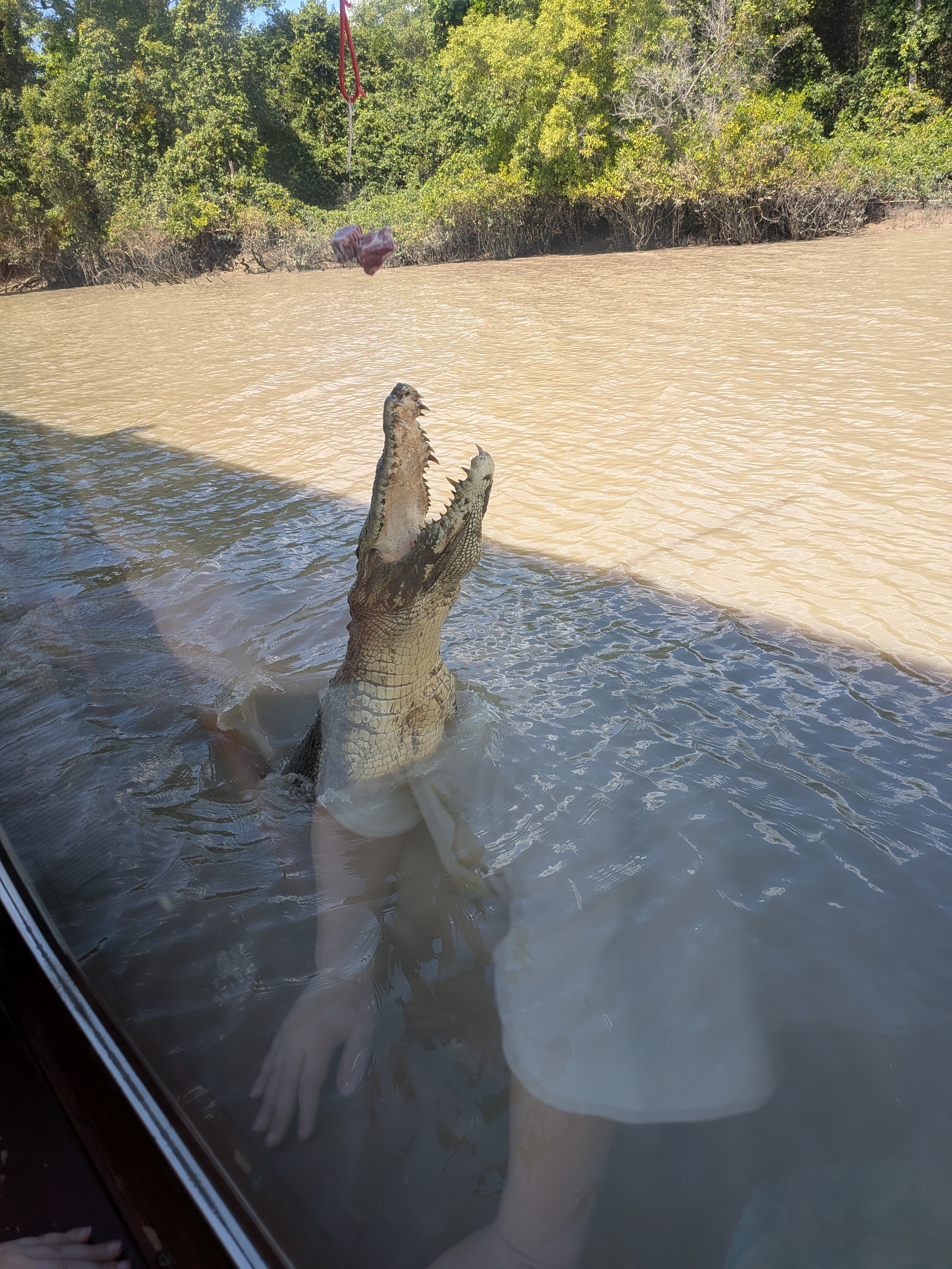 Jaws open &mdash; a saltwater crocodile lunges for the meat on the pole