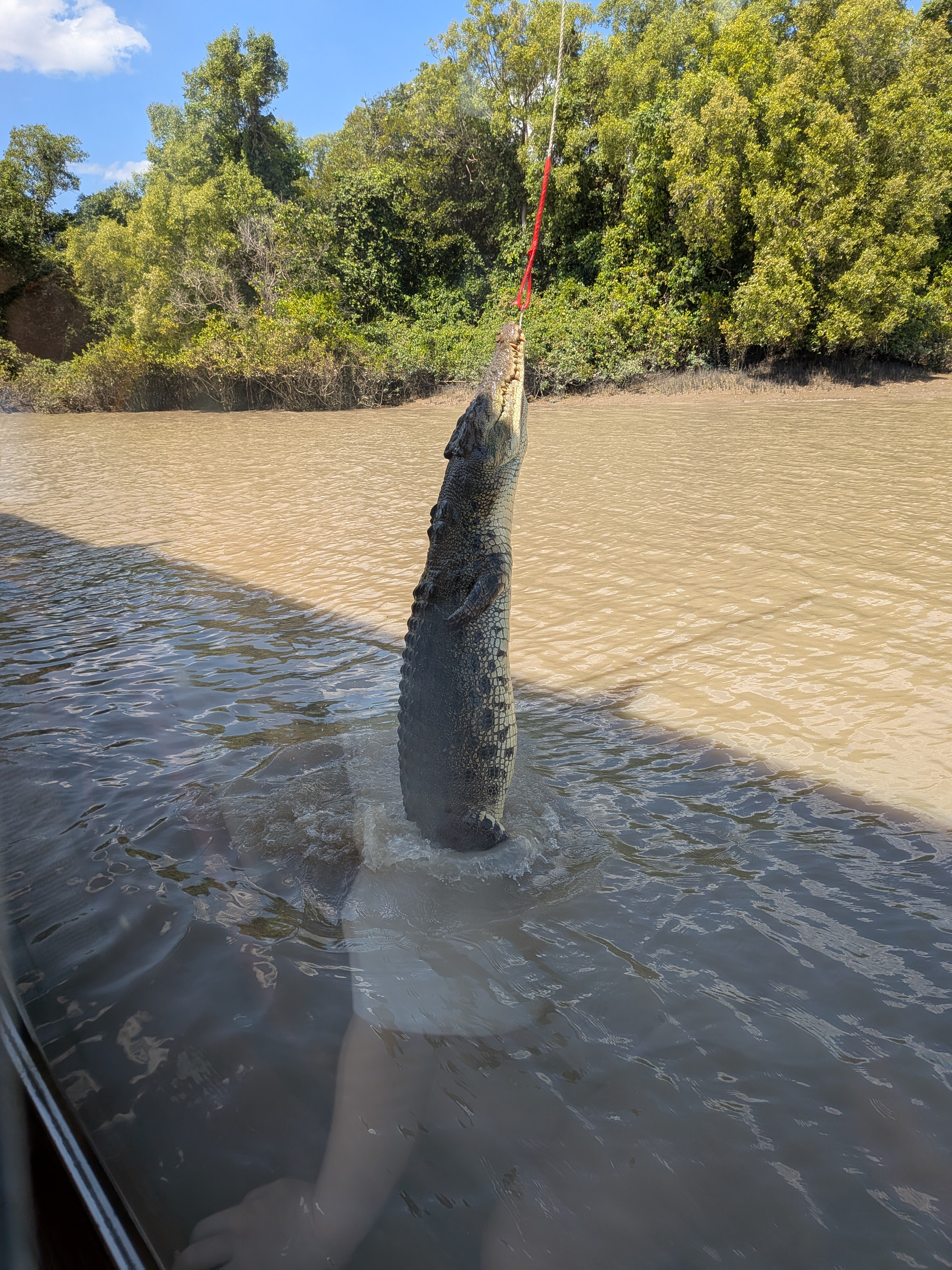 Fully vertical &mdash; a huge saltie launches its whole body length out of the water