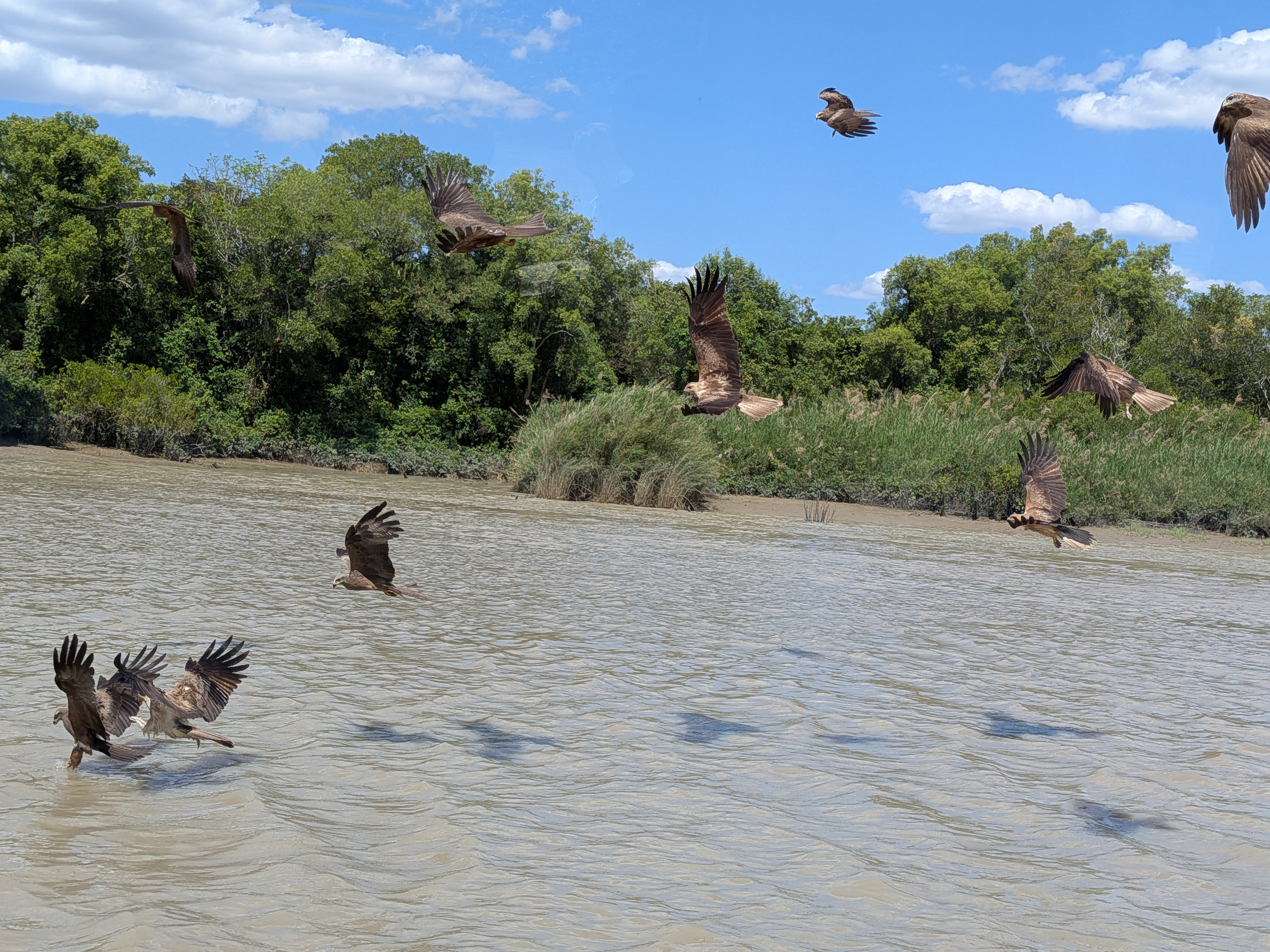 Kites swooping low over the river to catch the meat thrown from the boat