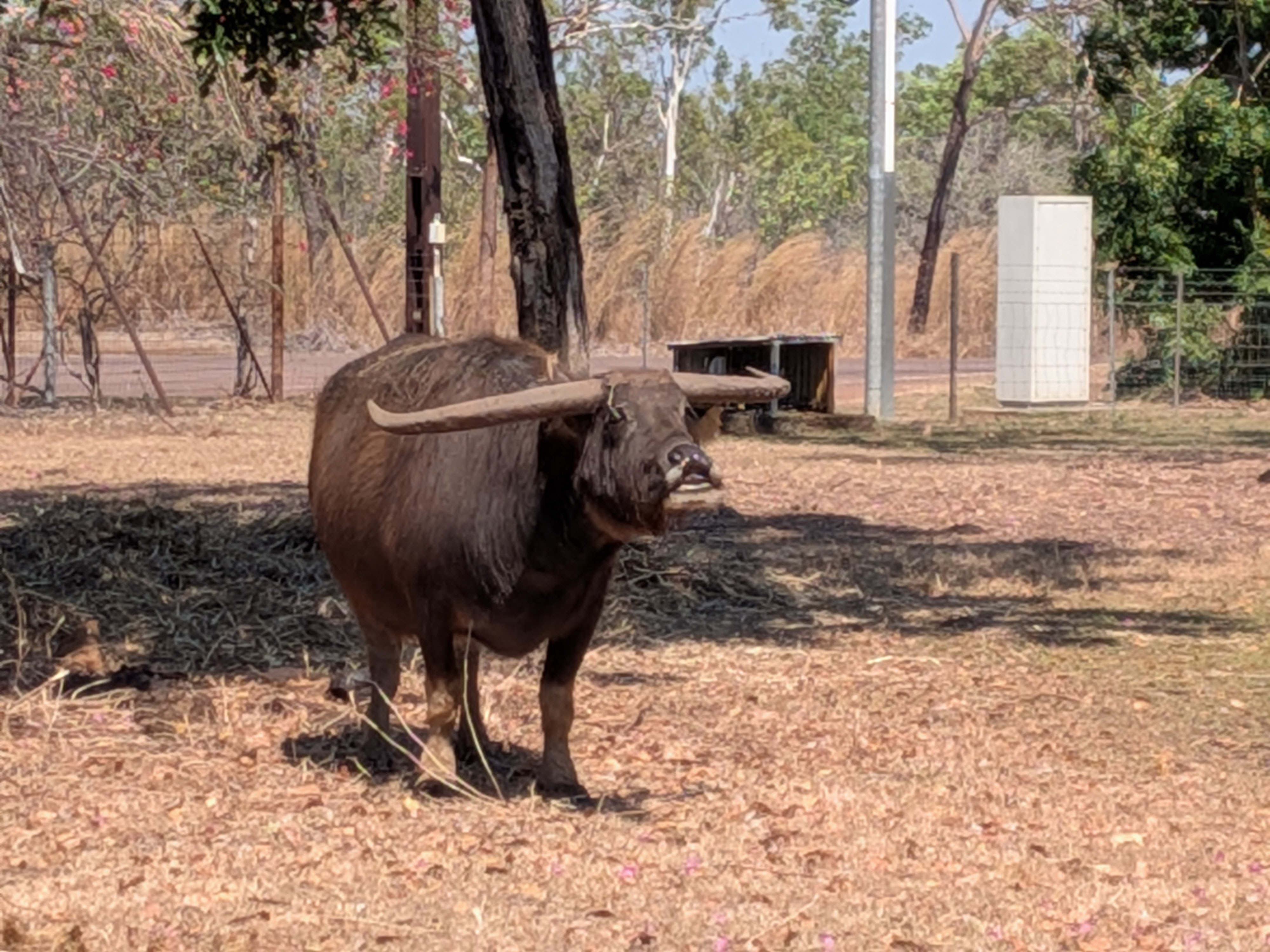 The resident water buffalo in the backyard of the Bark Hut Roadhouse