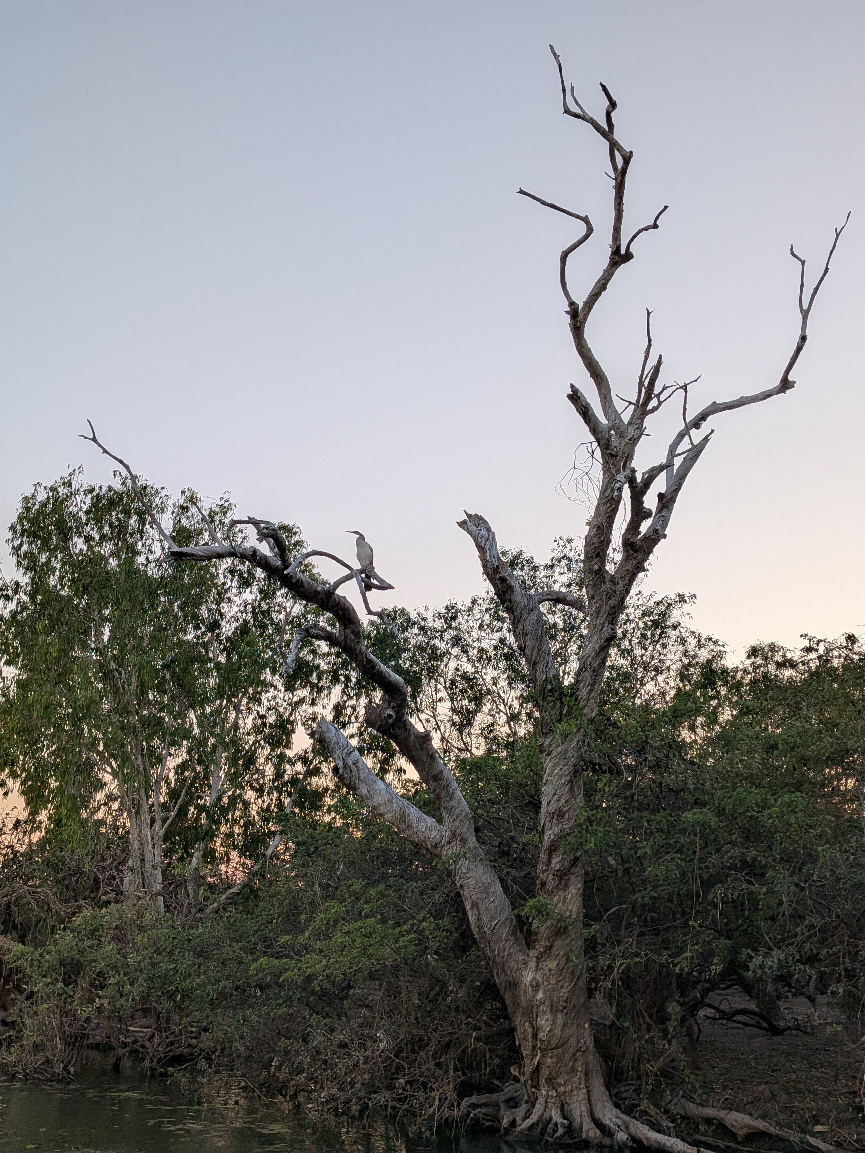 A darter perched high in a dead tree, scanning the billabong