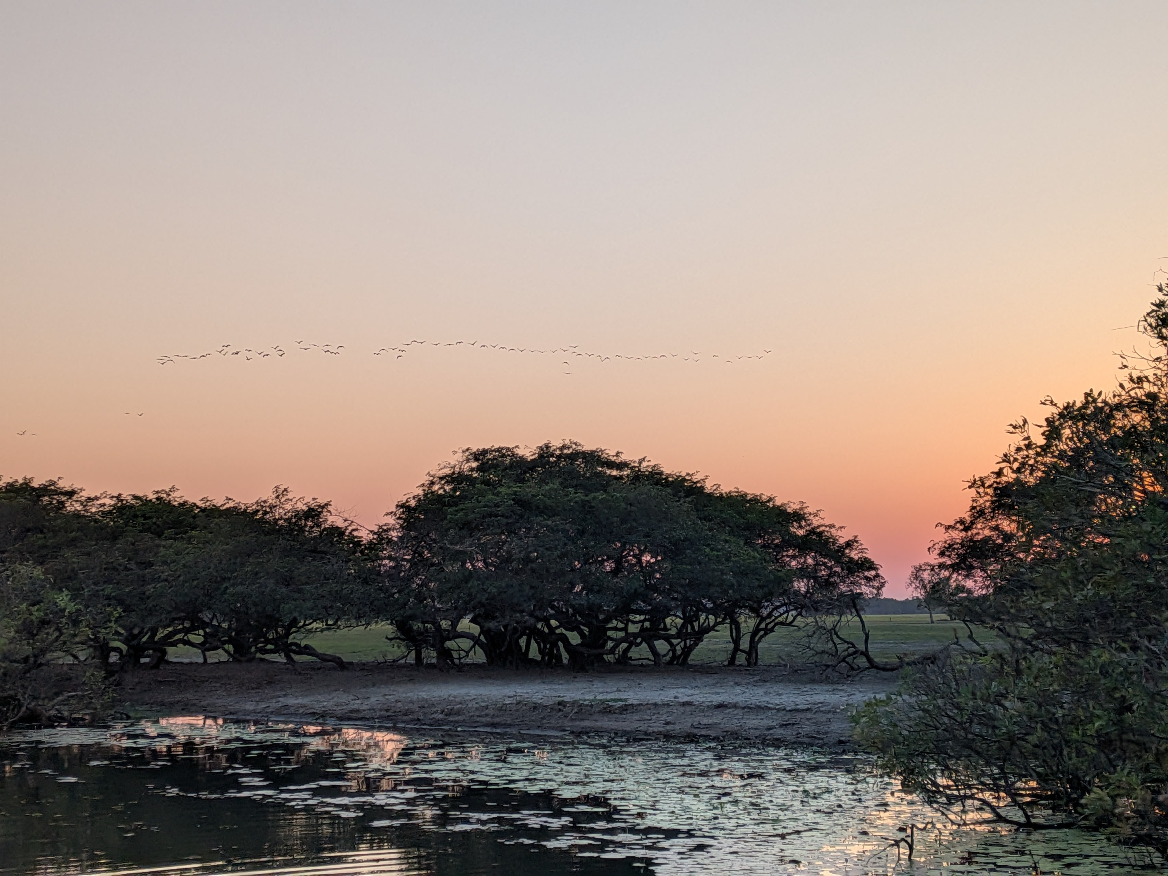 A flock of magpie geese crossing the sunrise