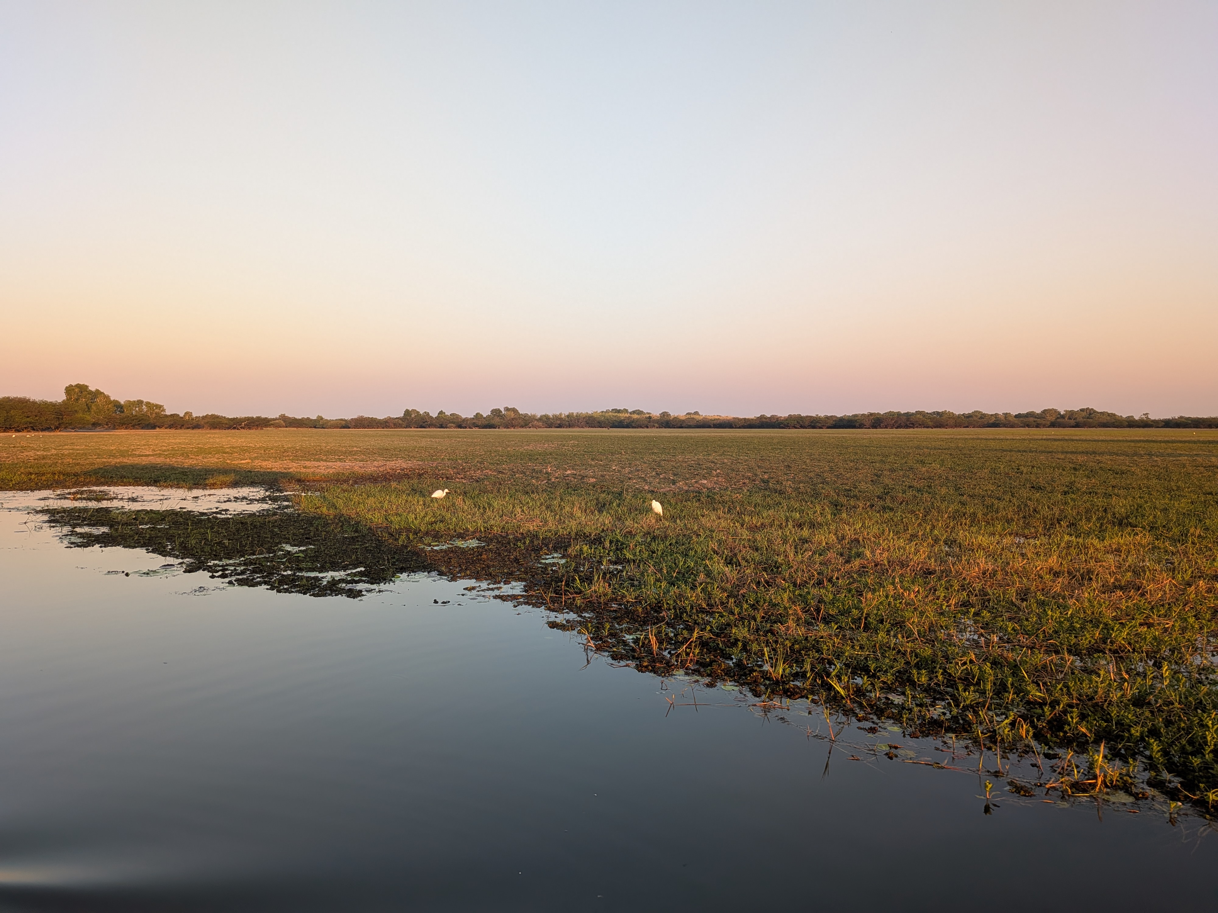 Egrets working the floodplain shallows