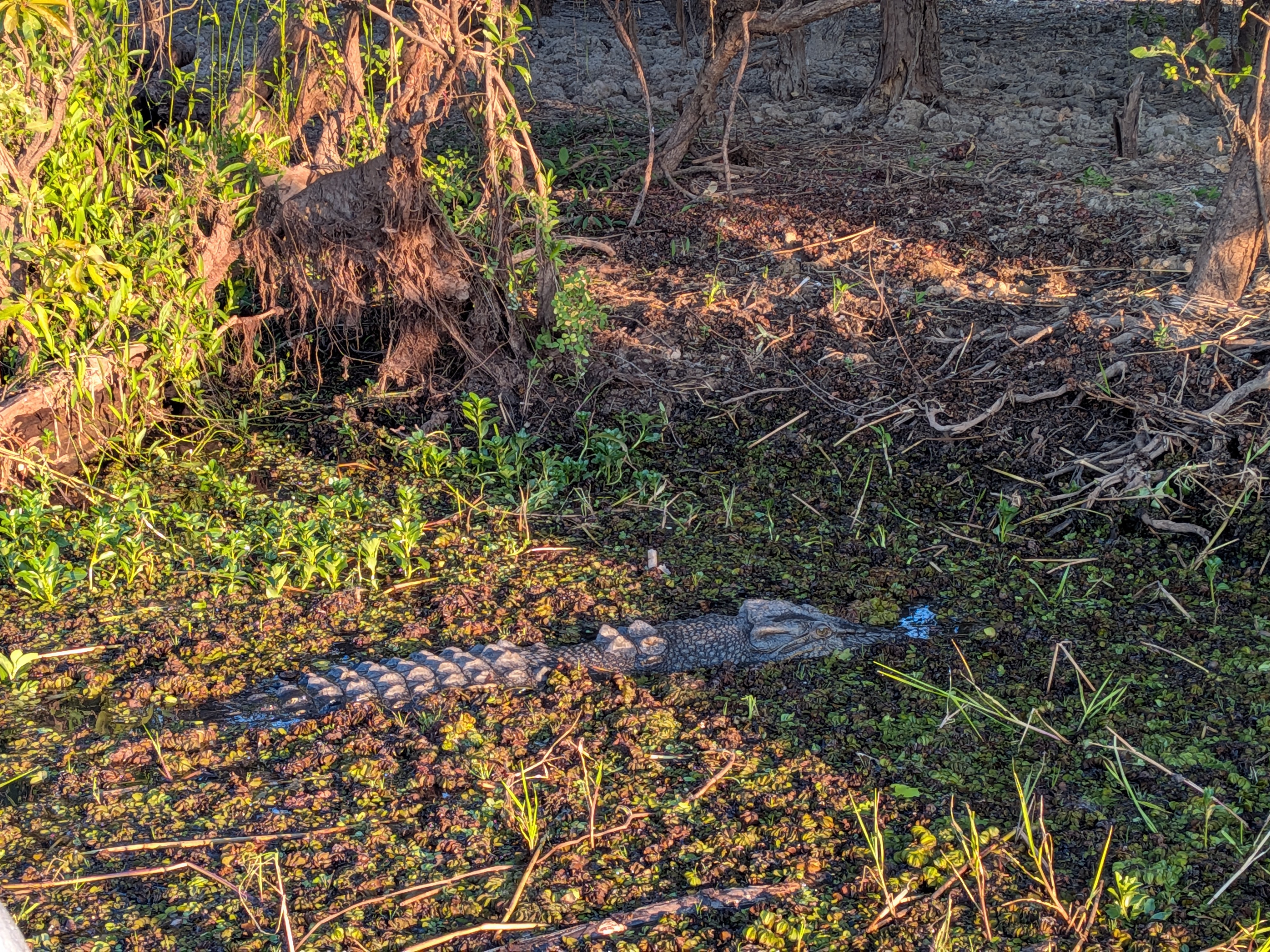 One of the resident salties lying low in the weeds beside the boat