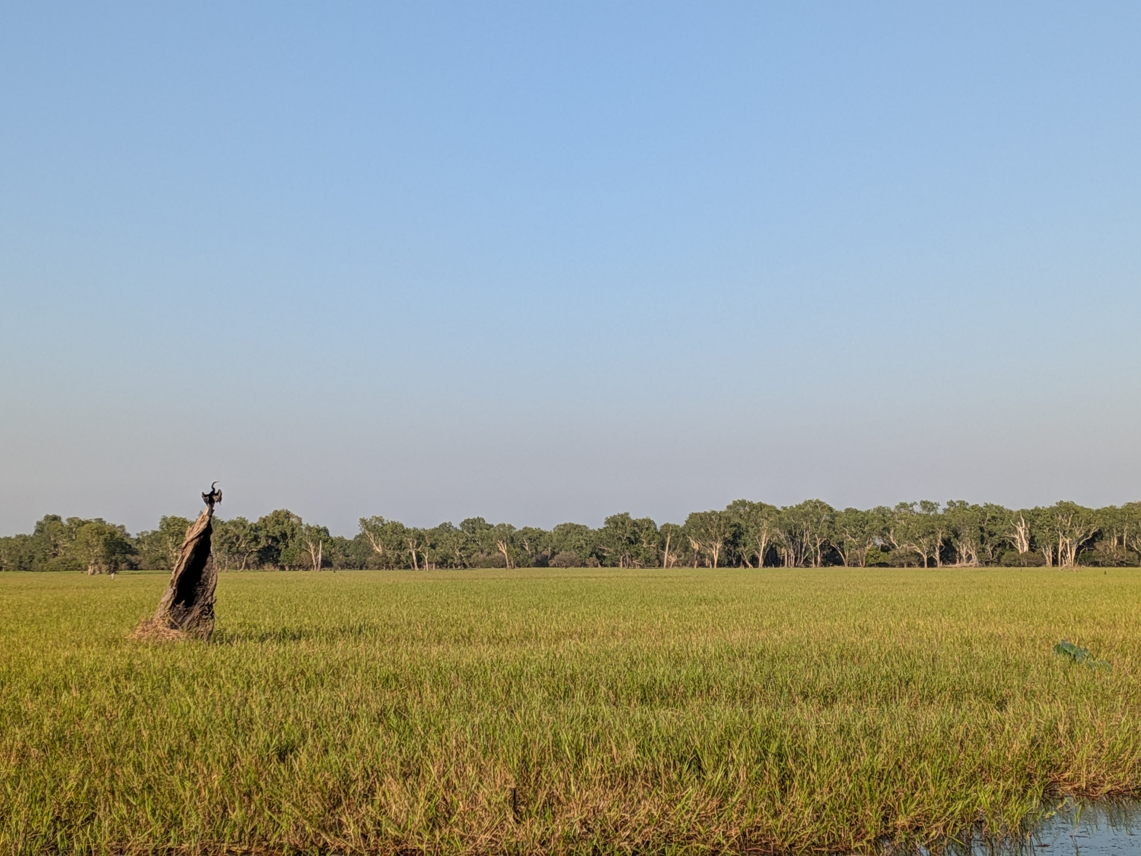 A darter drying its wings on a snag out on the green floodplain