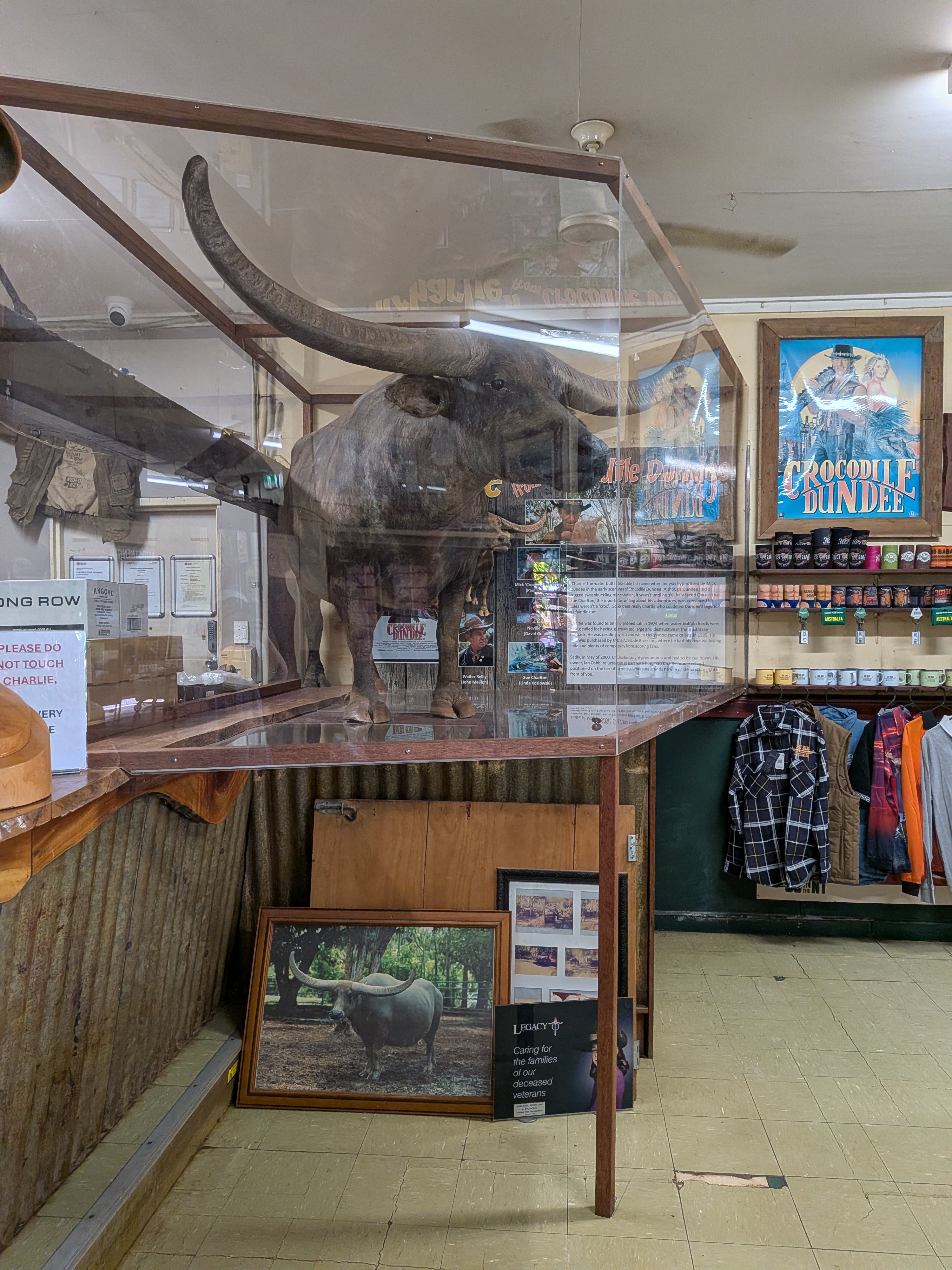 Charlie the buffalo &mdash; star of Crocodile Dundee, now presiding over the bar