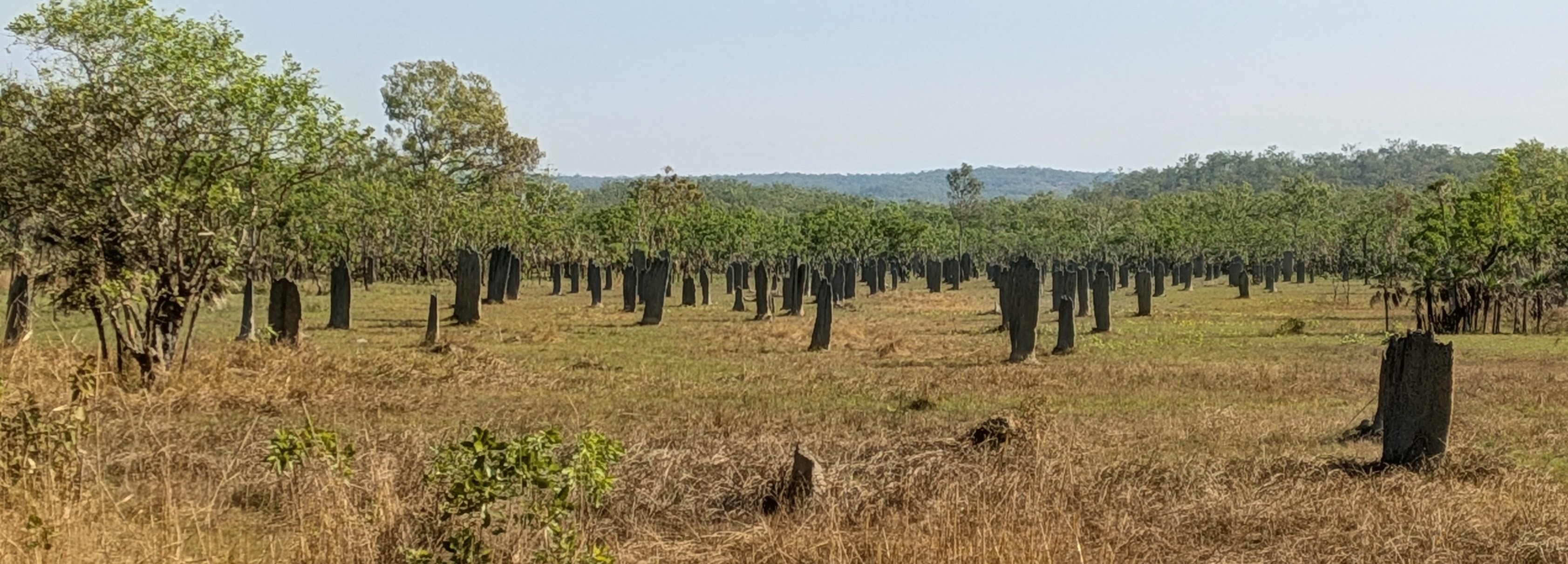 The magnetic termite mounds &mdash; hundreds of thin tombstones all facing exactly the same way