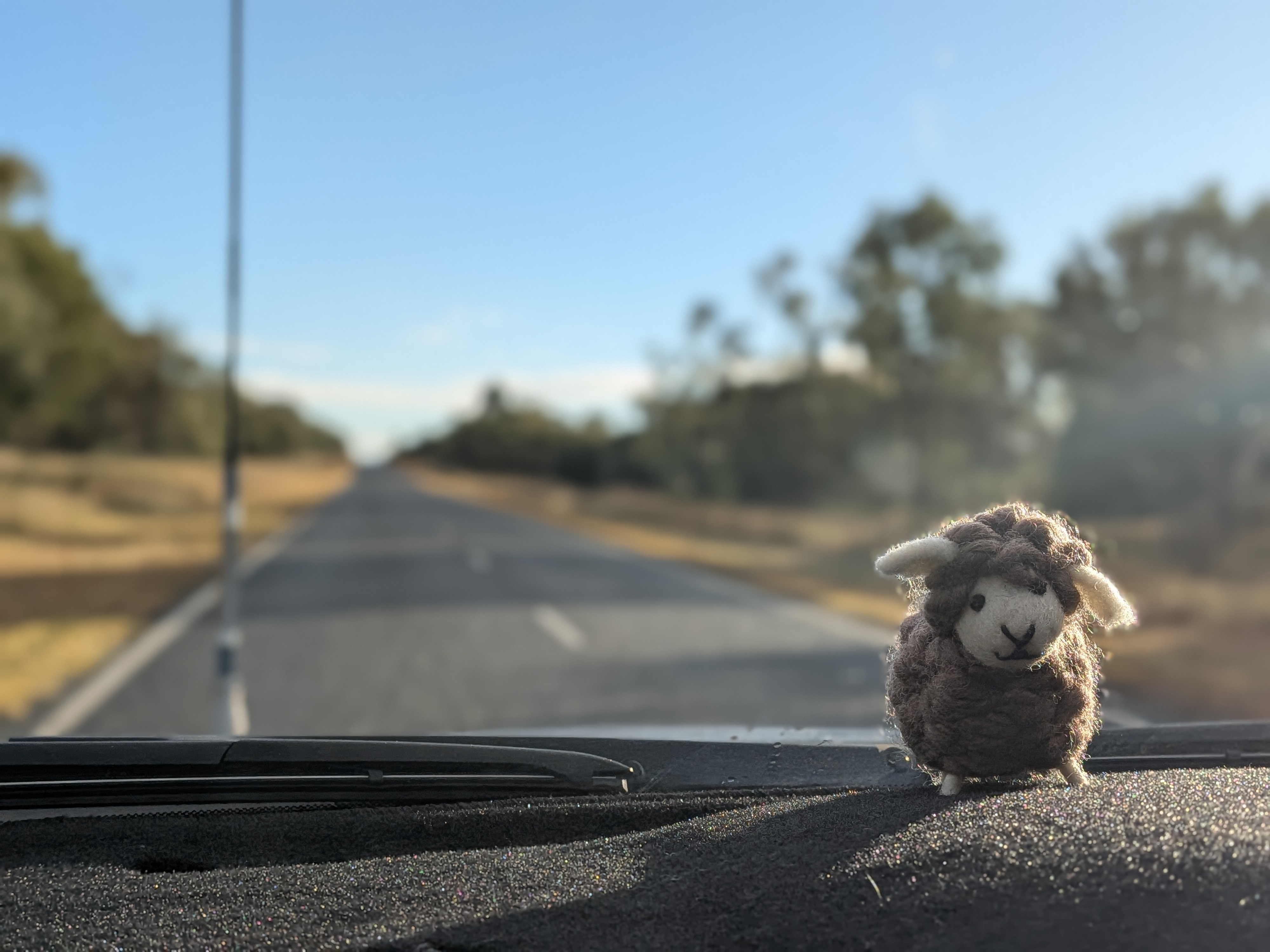 Tambo Teddy on the dashboard with a long straight outback road ahead
