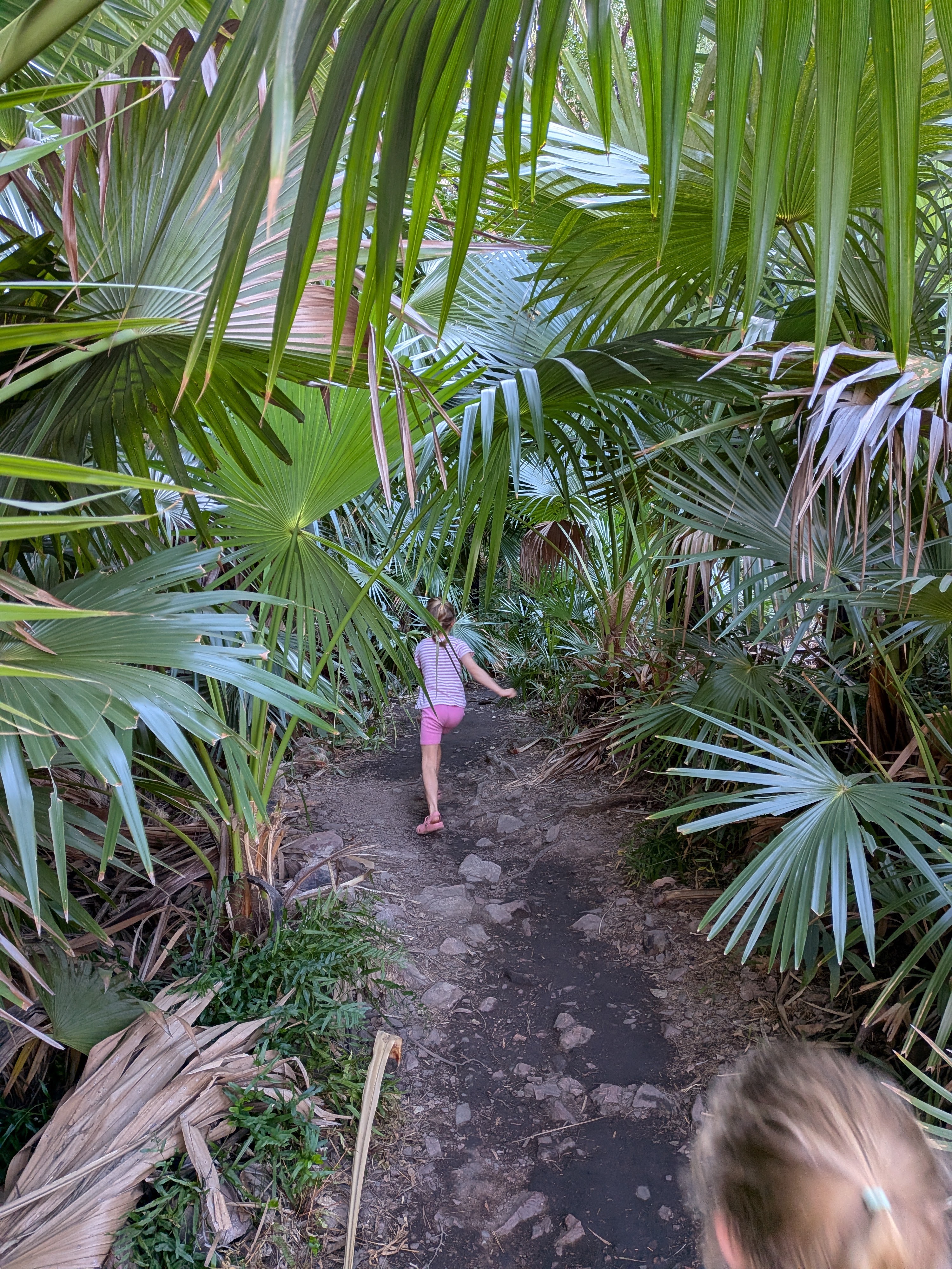 Leah on the palm-lined track in to Zebedee Springs