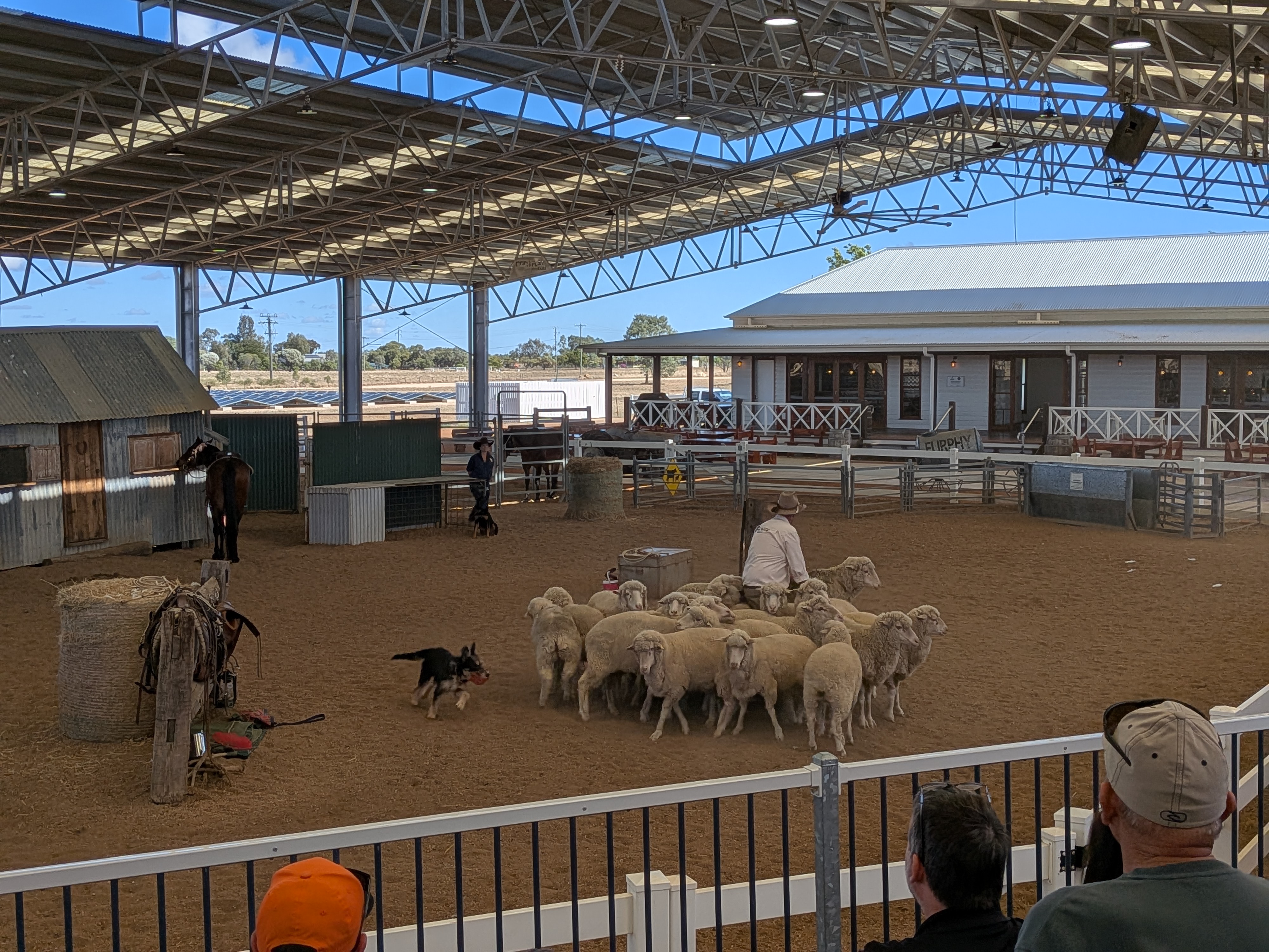 Stockman's Hall of Fame live show — sheep dog herding sheep in the arena