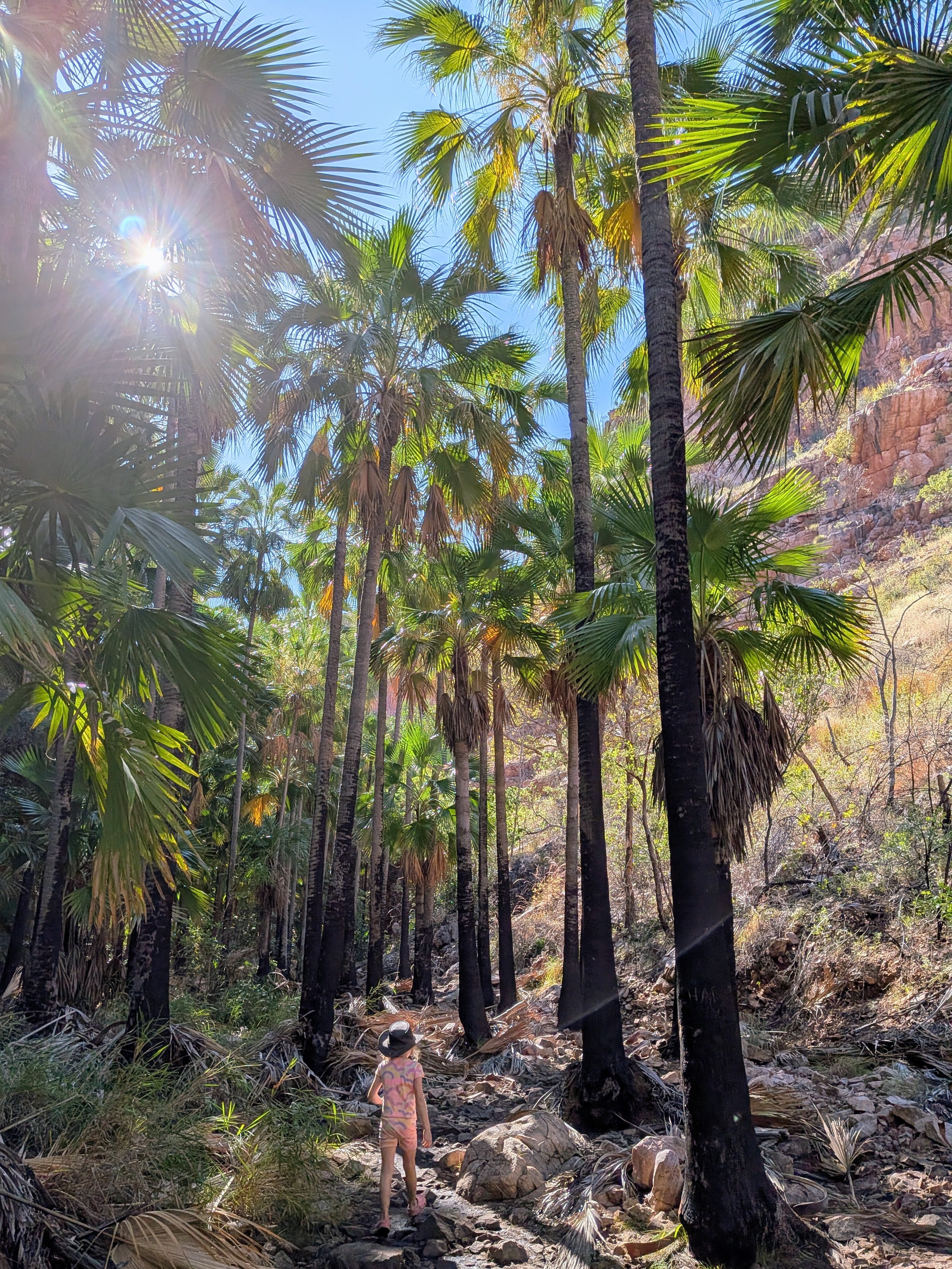 The Akubra leading the way up the palm-lined trail, sun bursting through the fronds