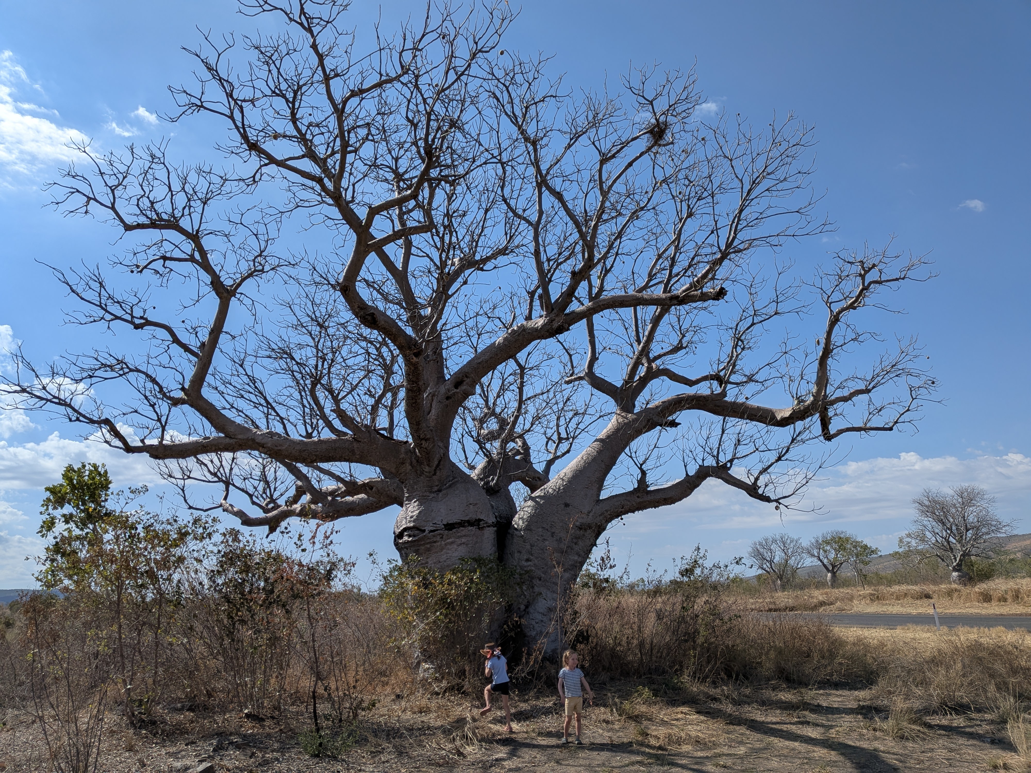 A boab inspection on the way out to Emma Gorge