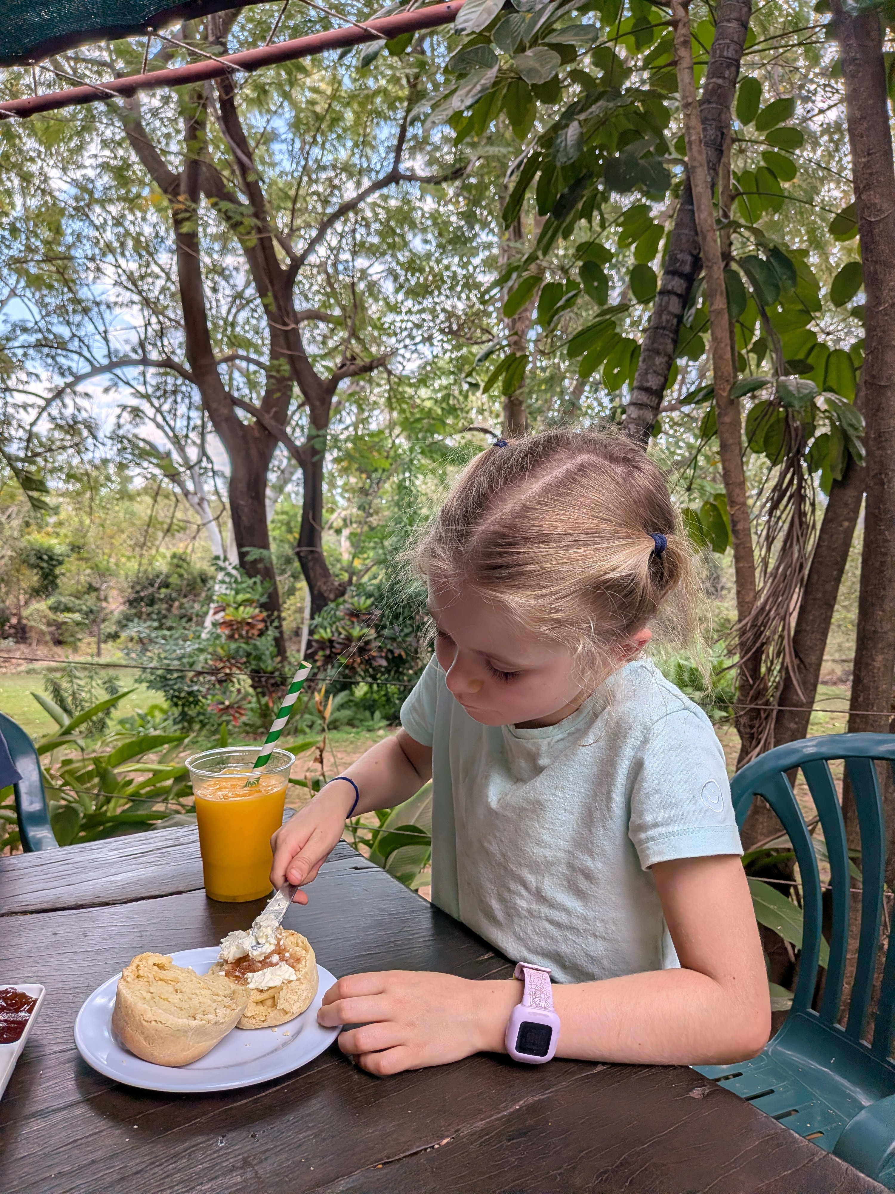 Hazel giving the famous scones her full attention, mango smoothie standing by