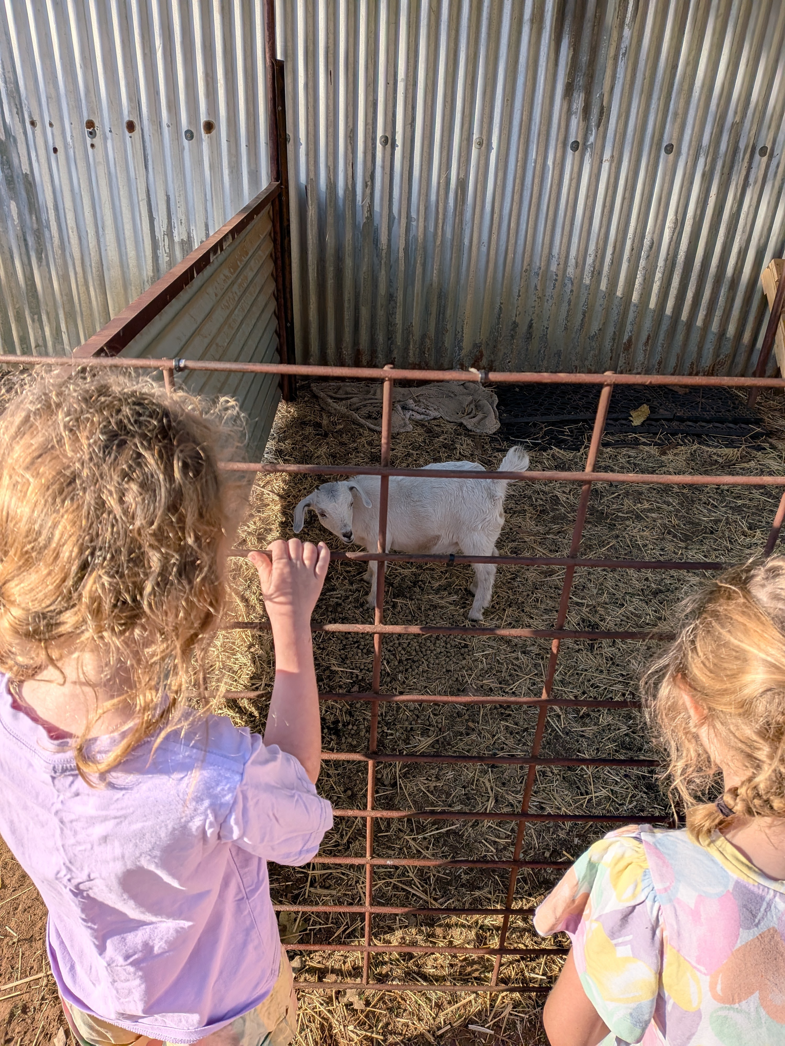 The famous baby goat receives its morning visit
