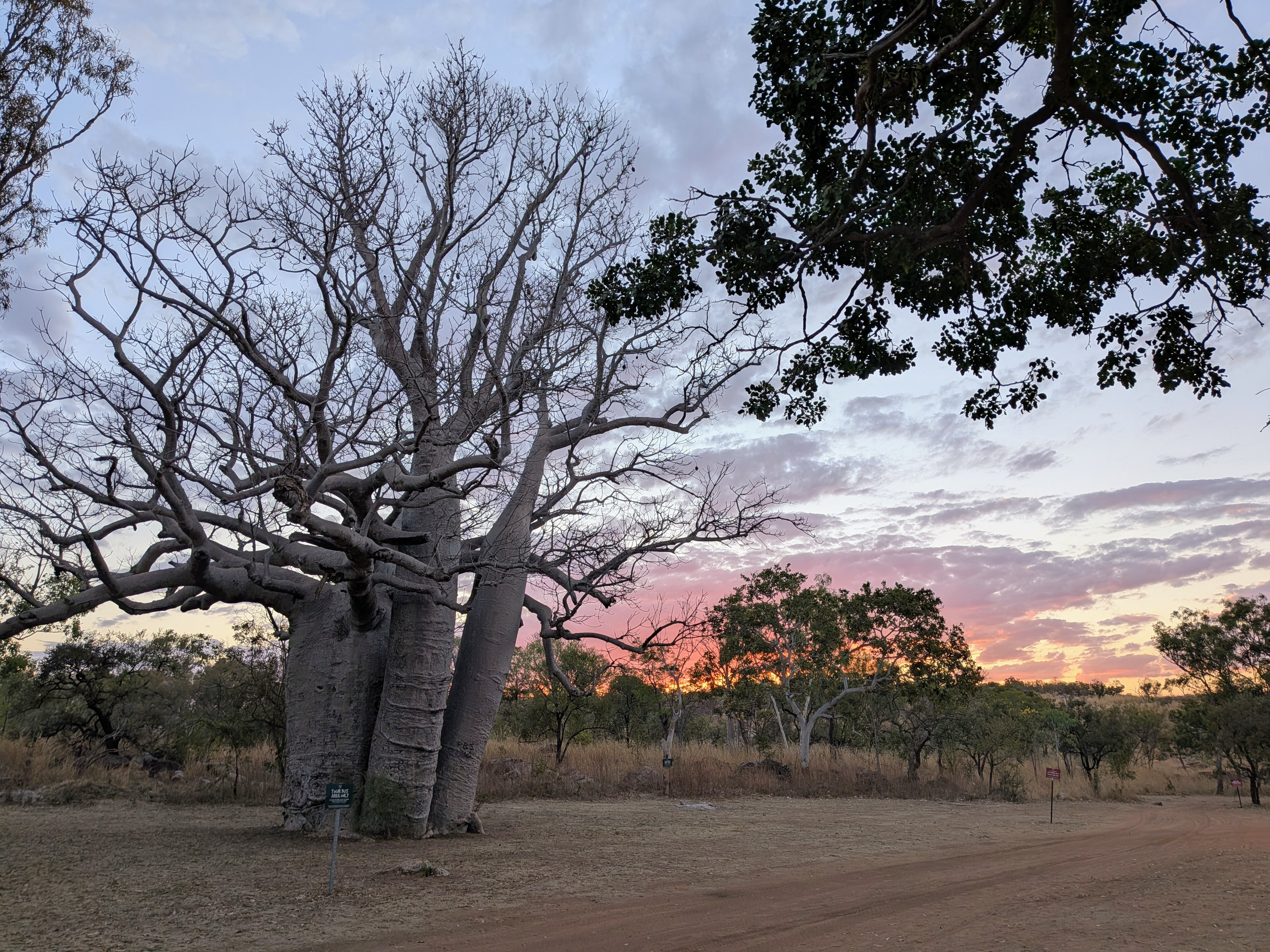A boab sunset to close out a day full of ear drama