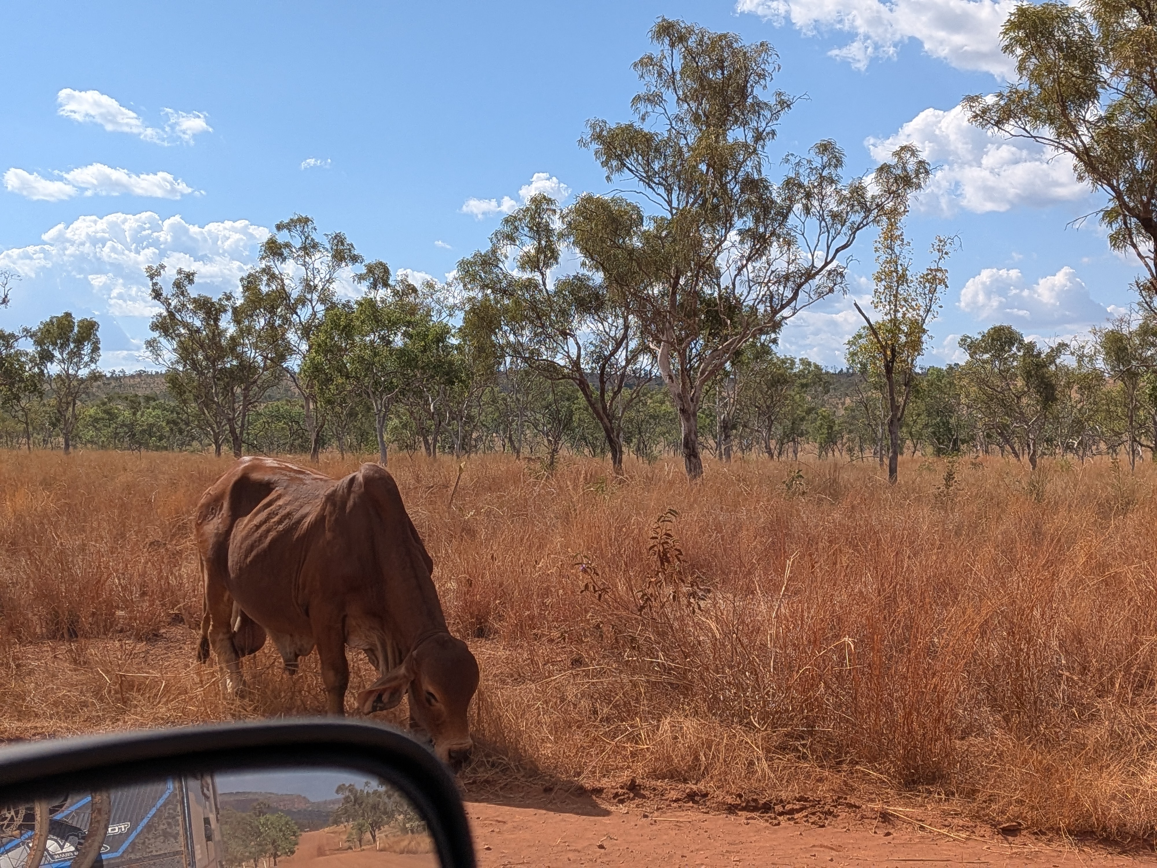 A local keeping an eye on the traffic