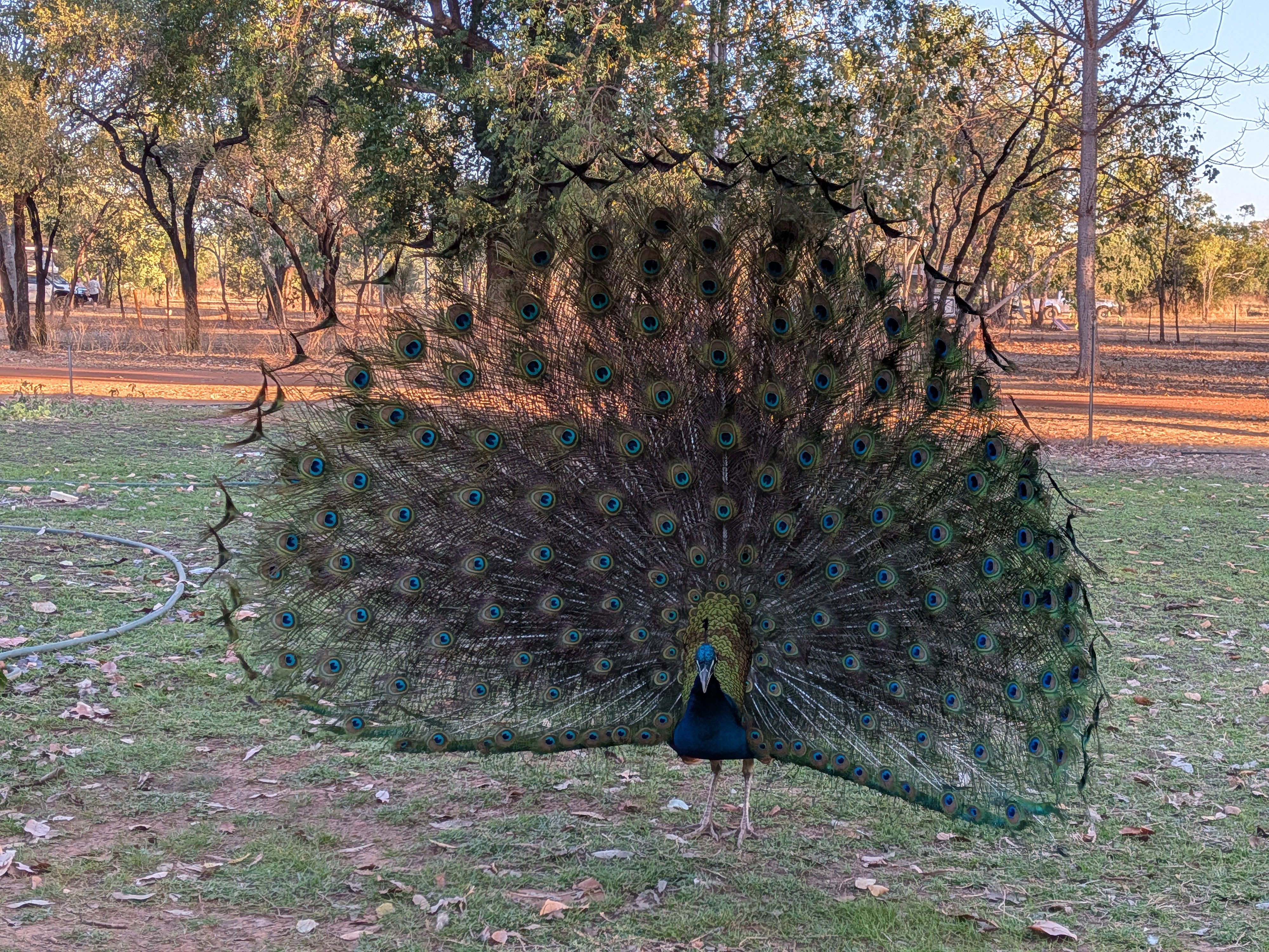 The Birdwood Downs welcoming committee in full display