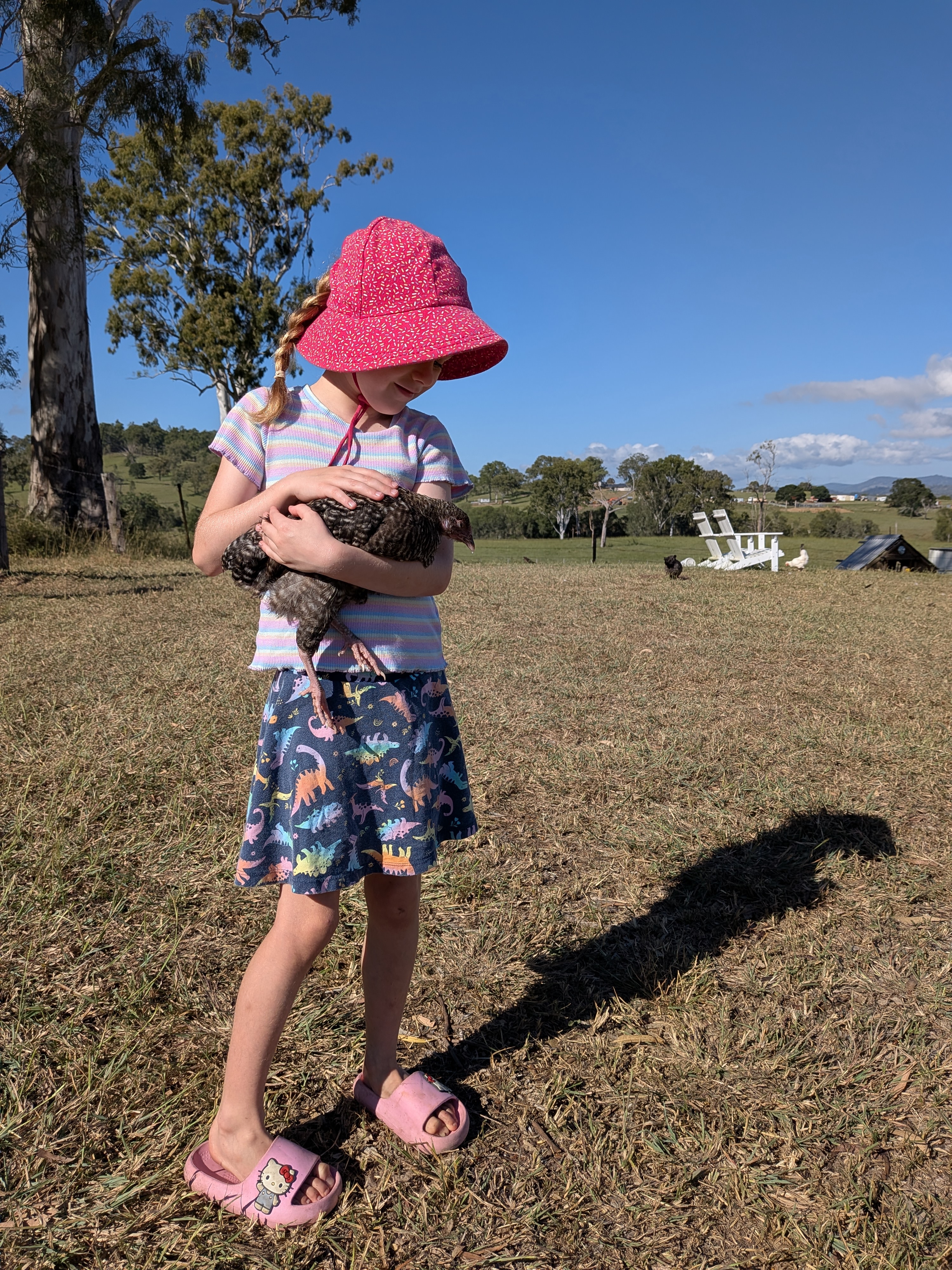 Cuddling a chicken on the farm