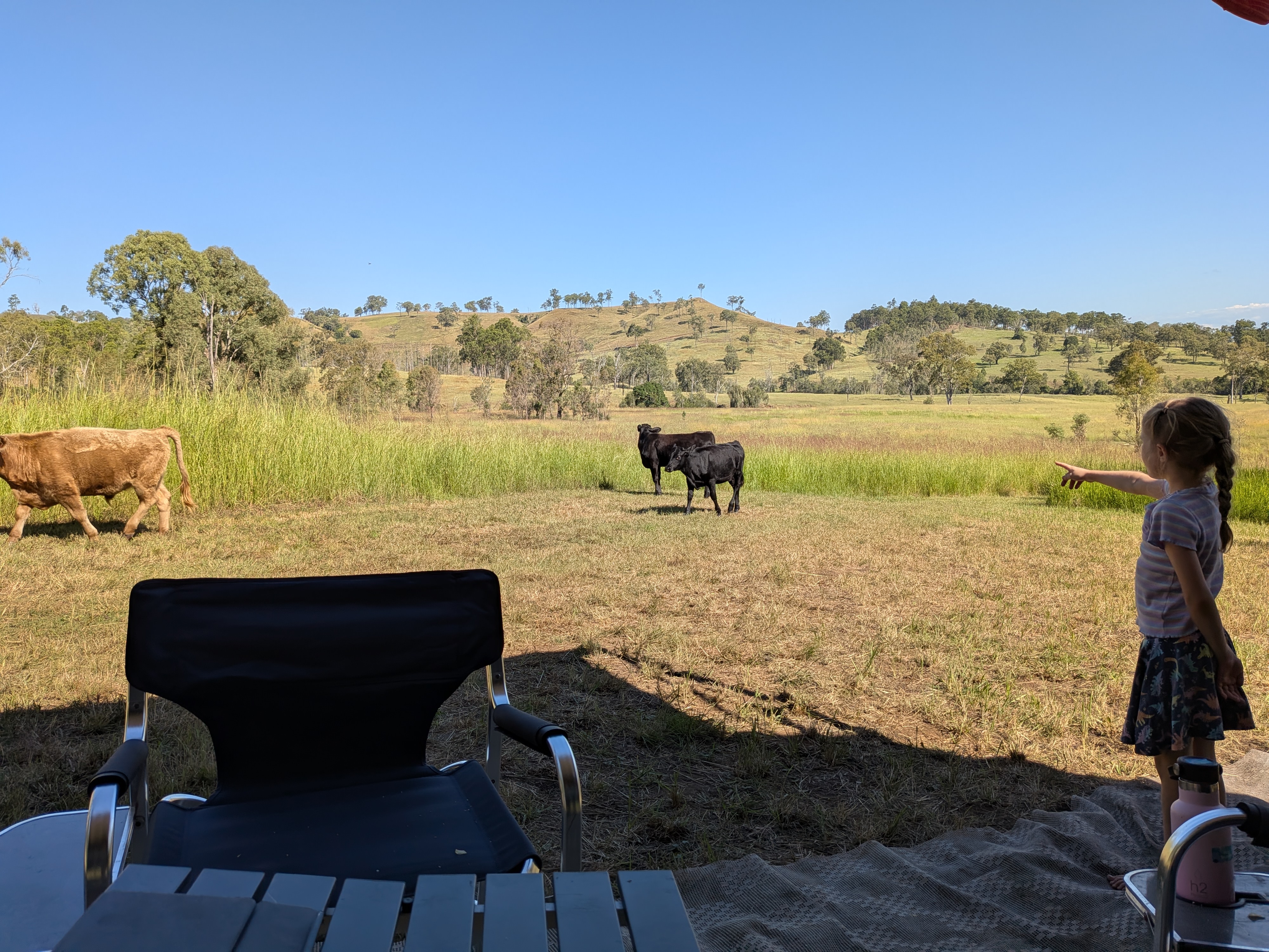 Cows wandering through the campsite